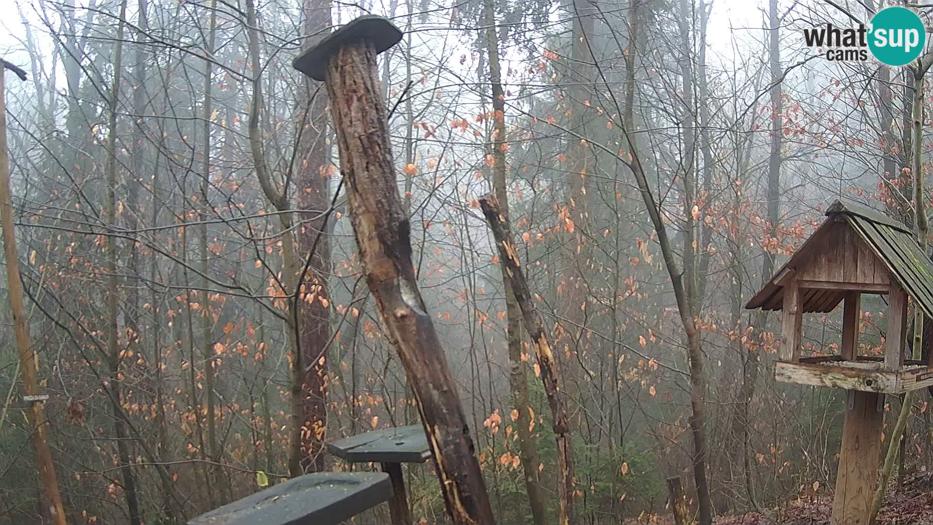 Mangeoires pour oiseaux au ZOO live webcam Ljubljana