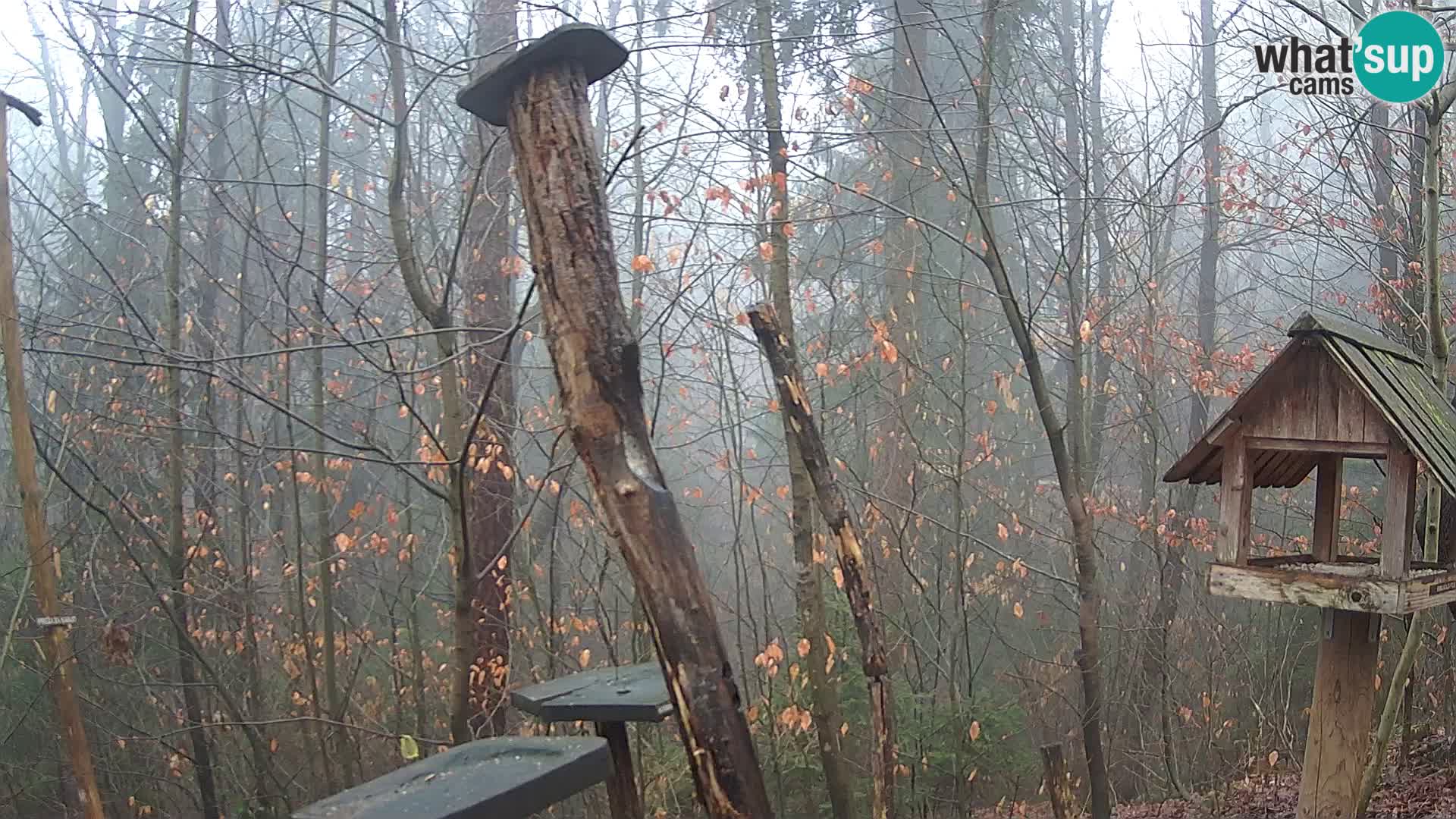 Hranilice za ptice u ZOO web kamera Ljubljana