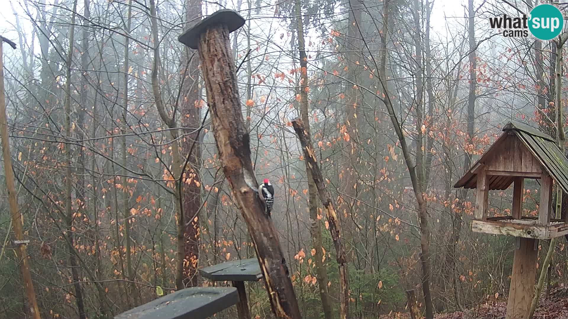 Mangeoires pour oiseaux au ZOO live webcam Ljubljana
