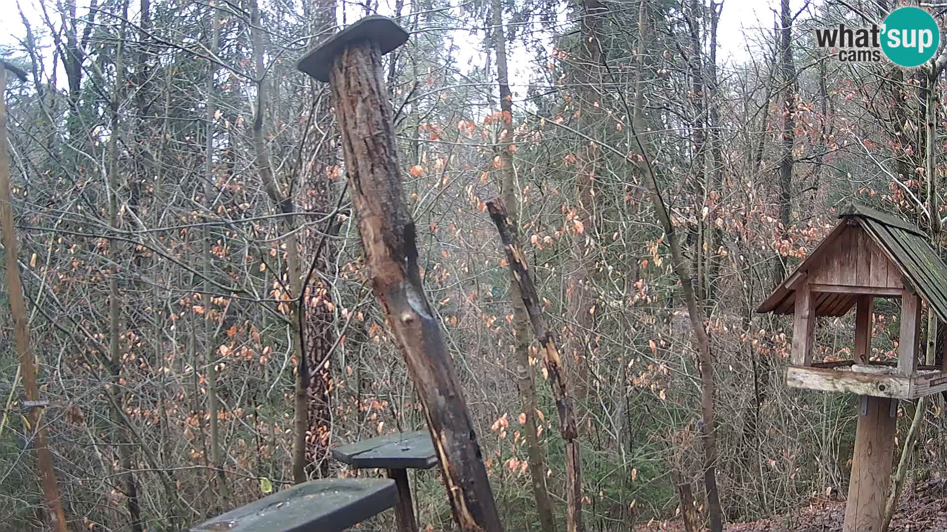 Mangiatoie per uccelli allo ZOO di Lubiana livecam