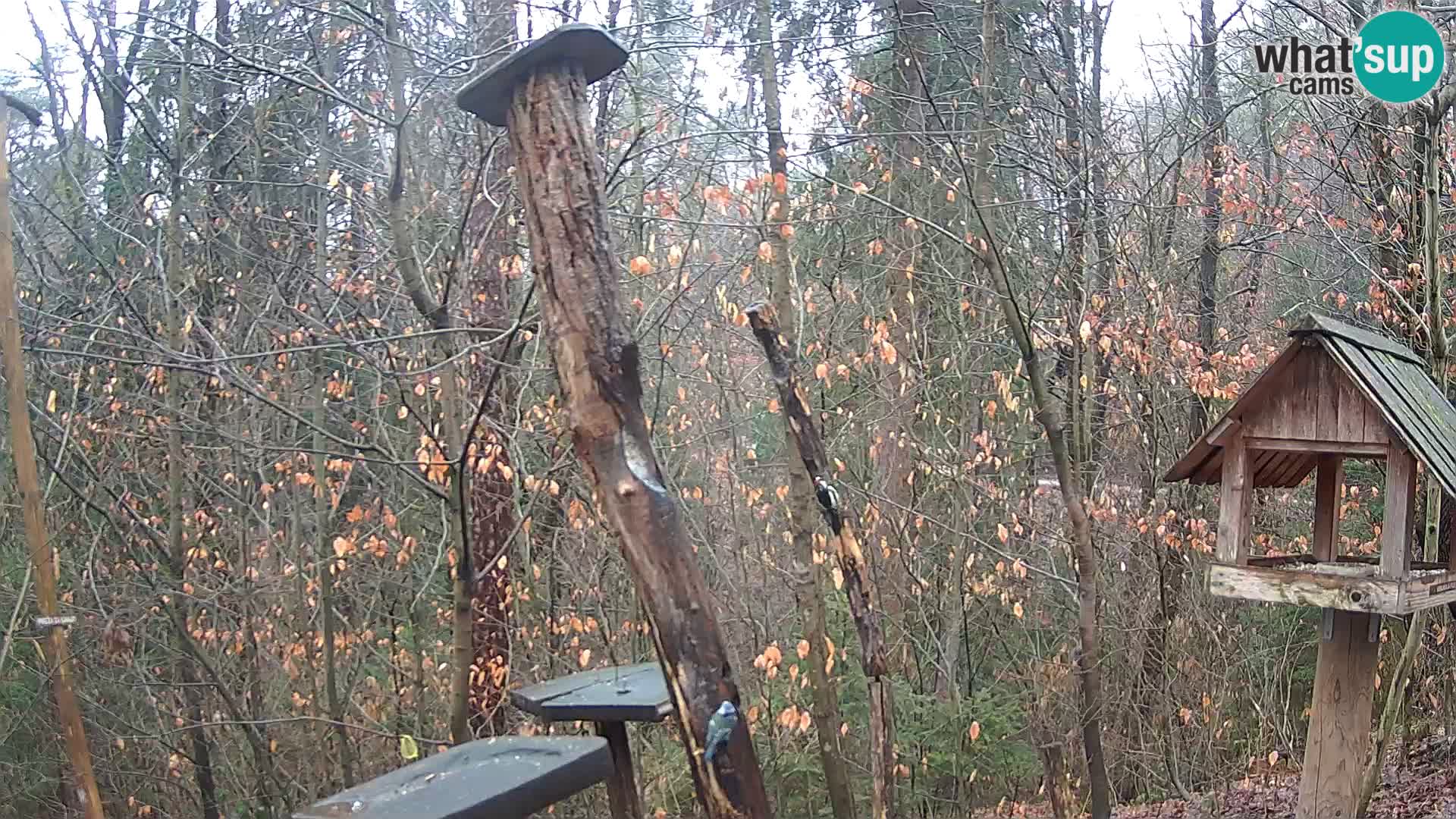 Krmilnice za ptiče v ZOO Ljubljana spletna kamera