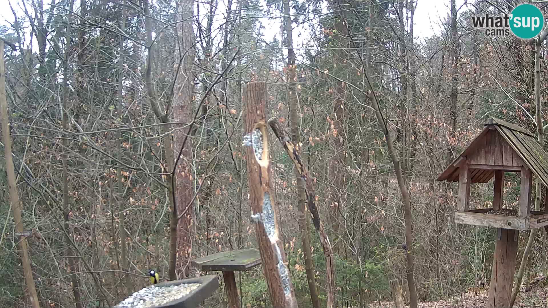 Vogelfutterhäuschen im ZOO webcam Ljubljana