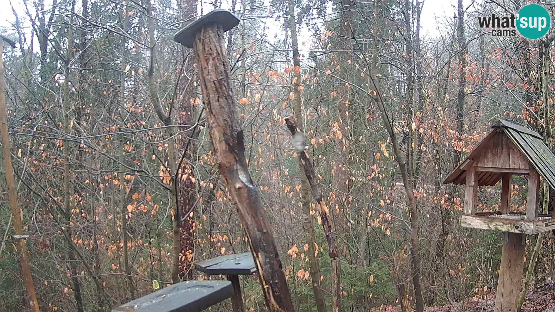 Mangeoires pour oiseaux au ZOO live webcam Ljubljana