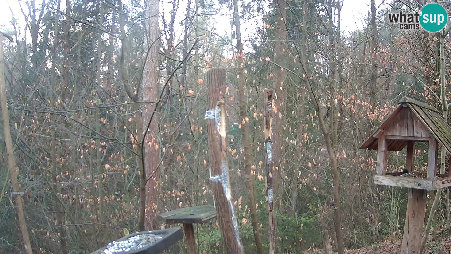 Hranilice za ptice u ZOO web kamera Ljubljana