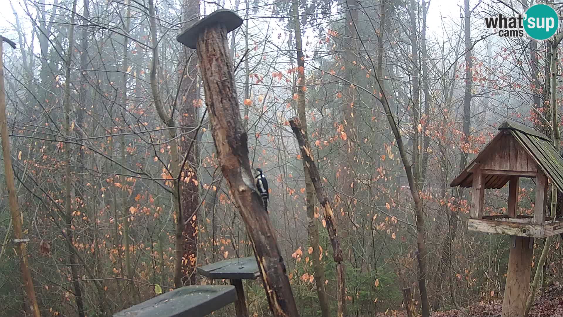 Mangeoires pour oiseaux au ZOO live webcam Ljubljana