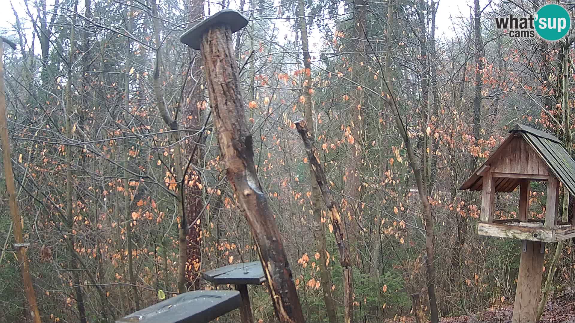 Vogelfutterhäuschen im ZOO webcam Ljubljana