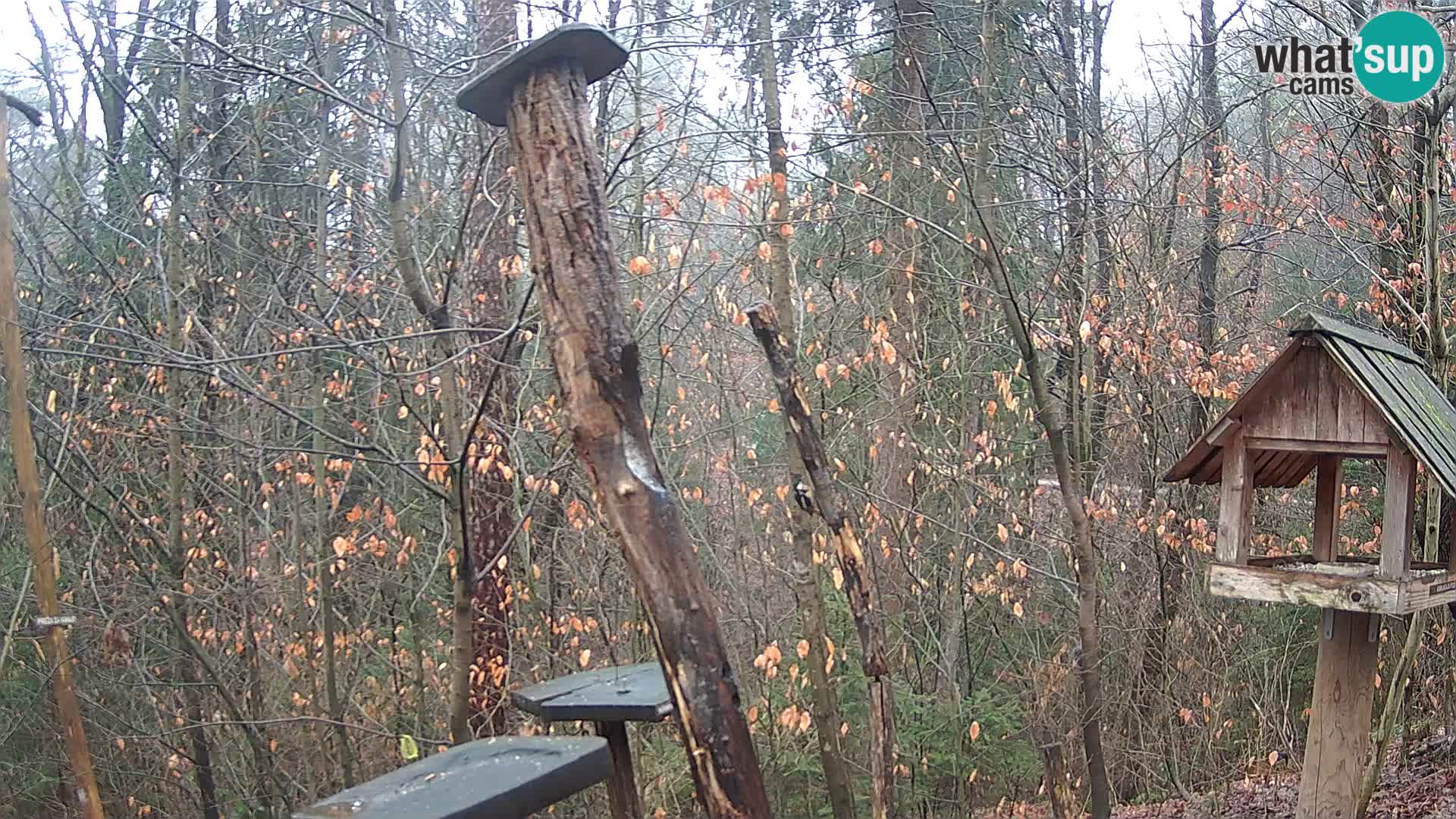 Bird feeders at ZOO Ljubljana webcam