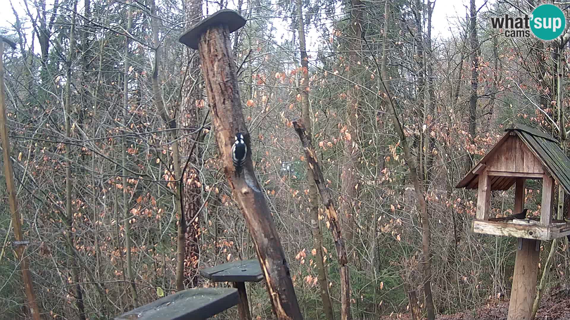 Krmilnice za ptiče v ZOO Ljubljana spletna kamera