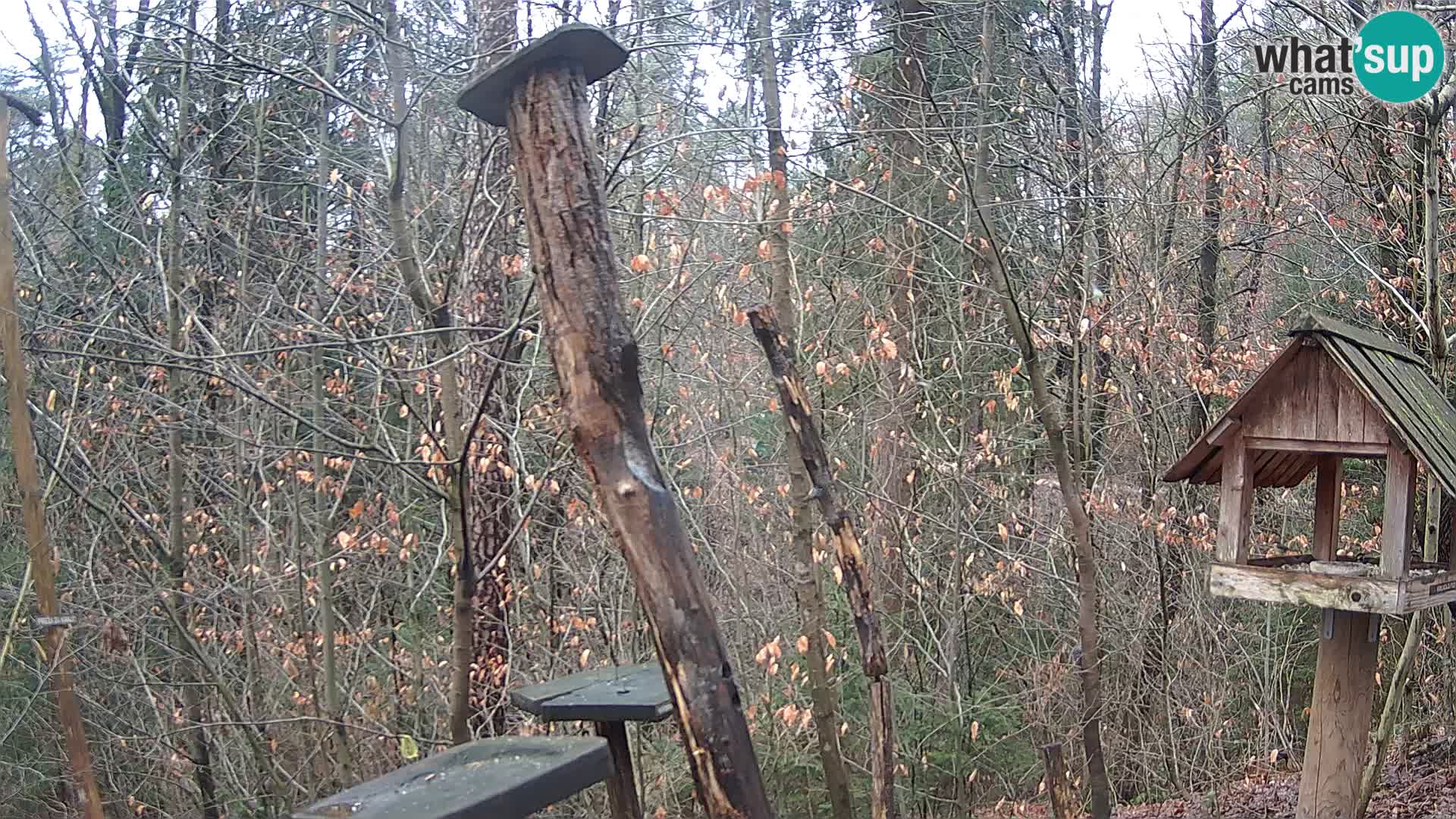 Mangiatoie per uccelli allo ZOO di Lubiana livecam