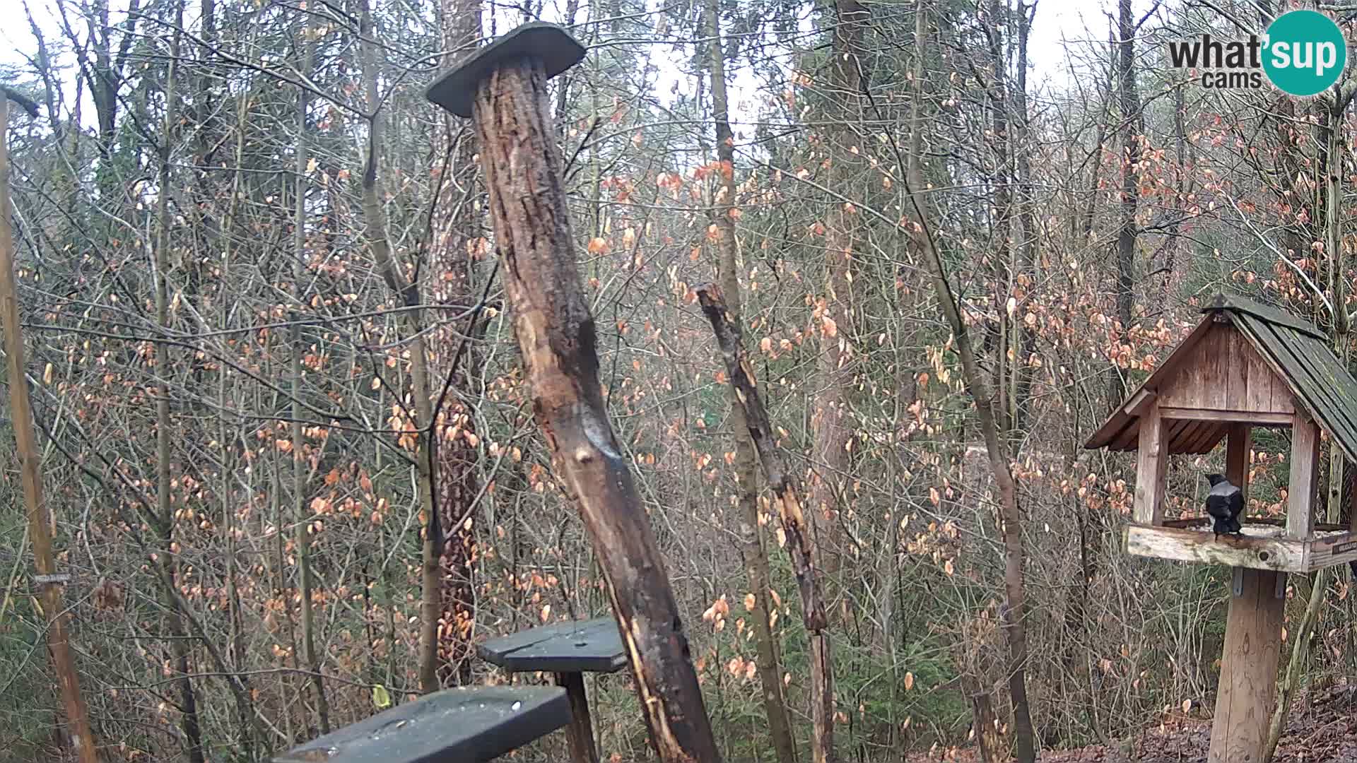 Comederos para pájaros en ZOO Ljubljana camera en vivo