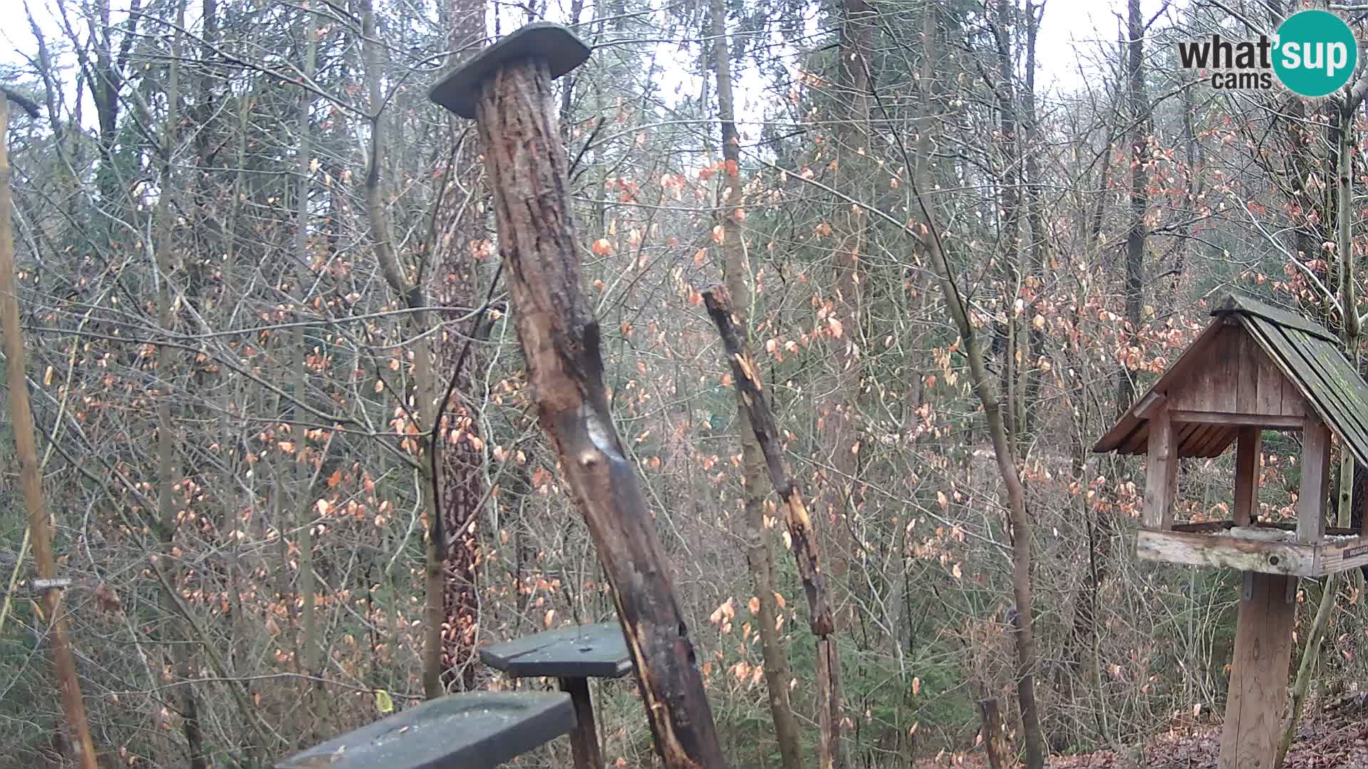 Hranilice za ptice u ZOO web kamera Ljubljana