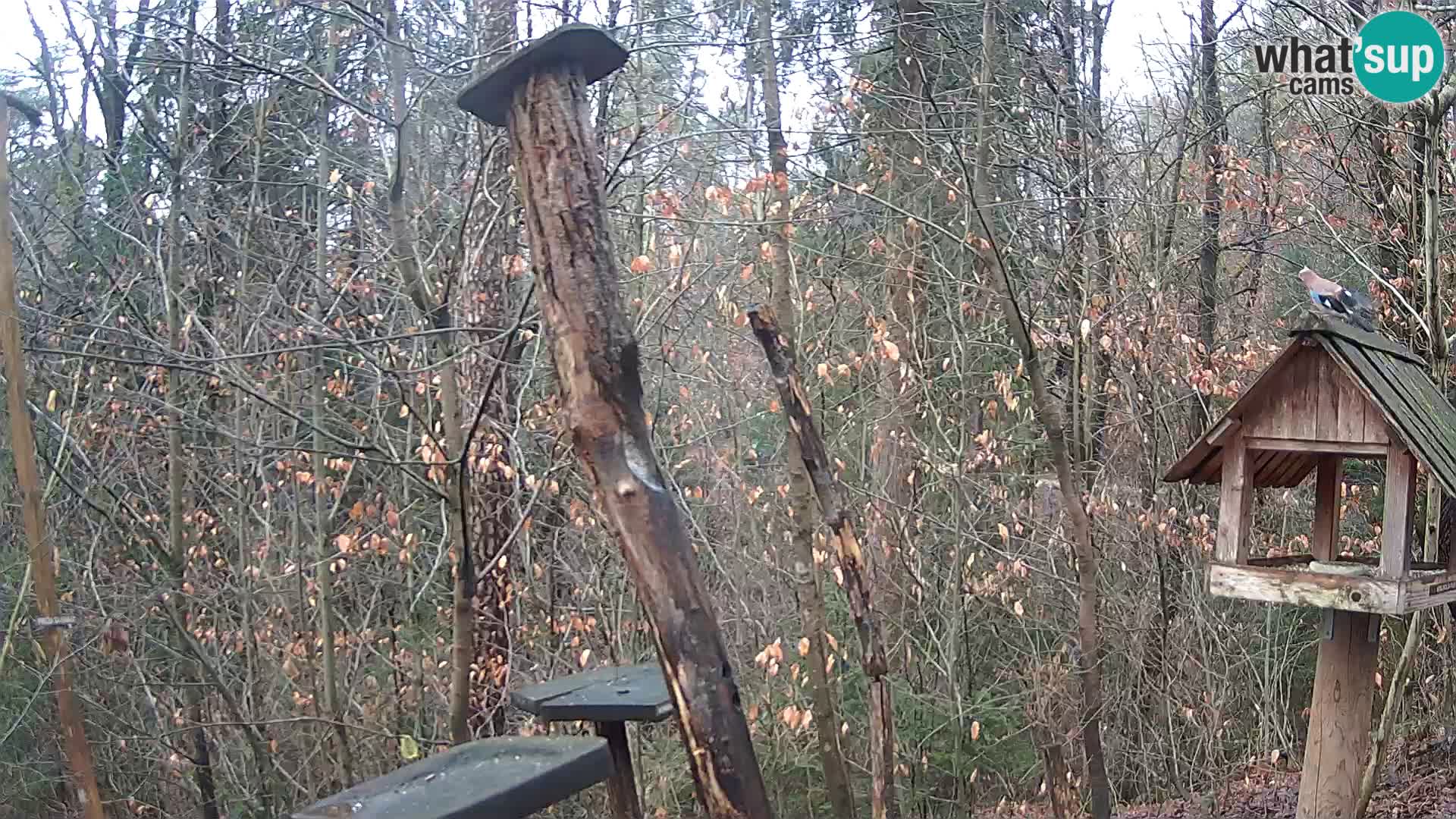 Krmilnice za ptiče v ZOO Ljubljana spletna kamera