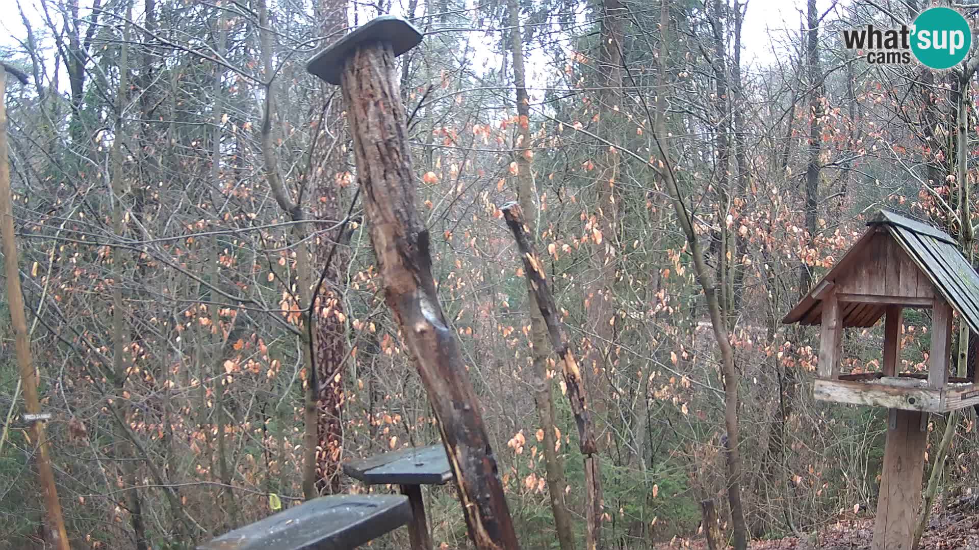 Bird feeders at ZOO Ljubljana webcam