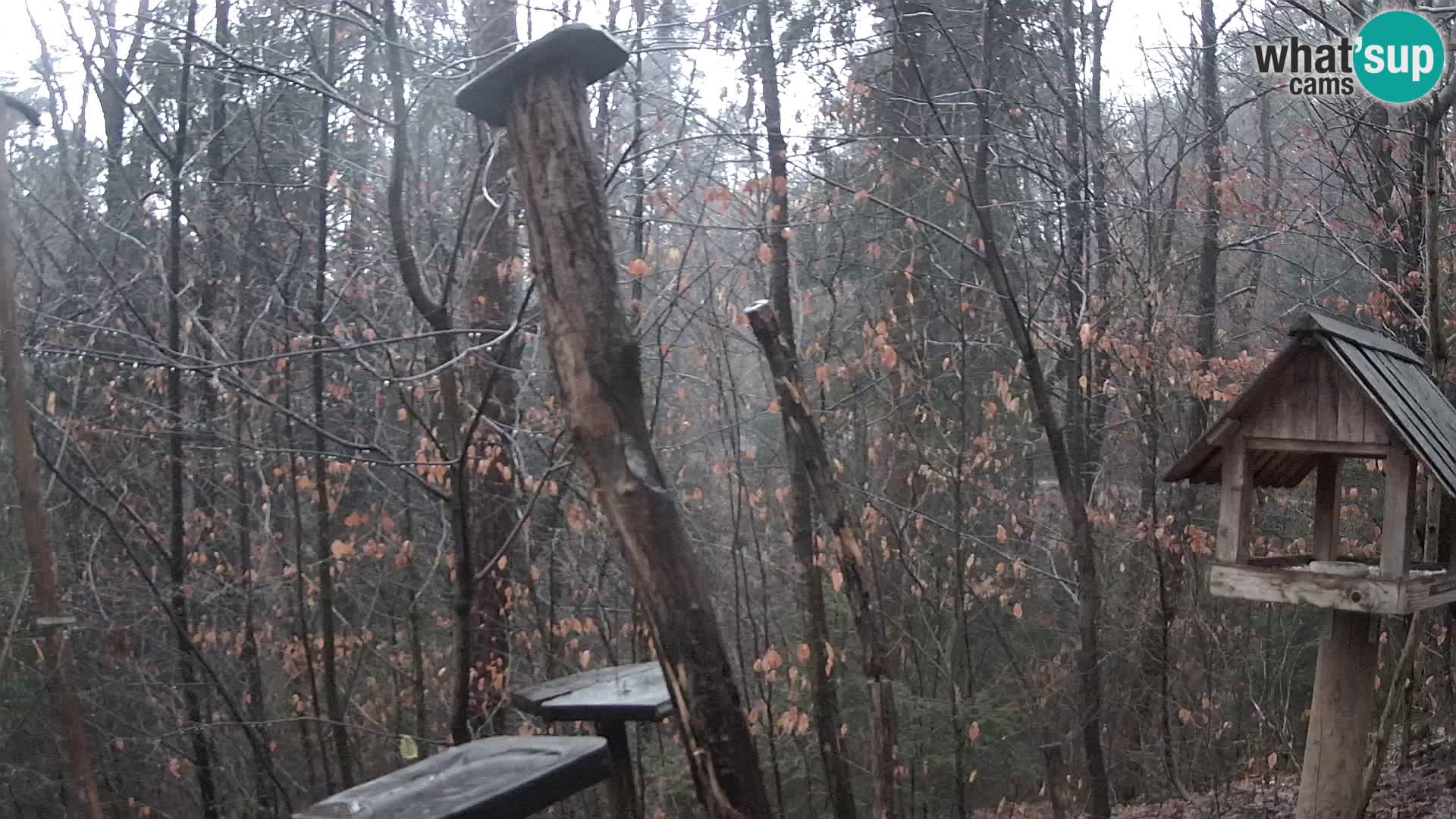 Comederos para pájaros en ZOO Ljubljana camera en vivo
