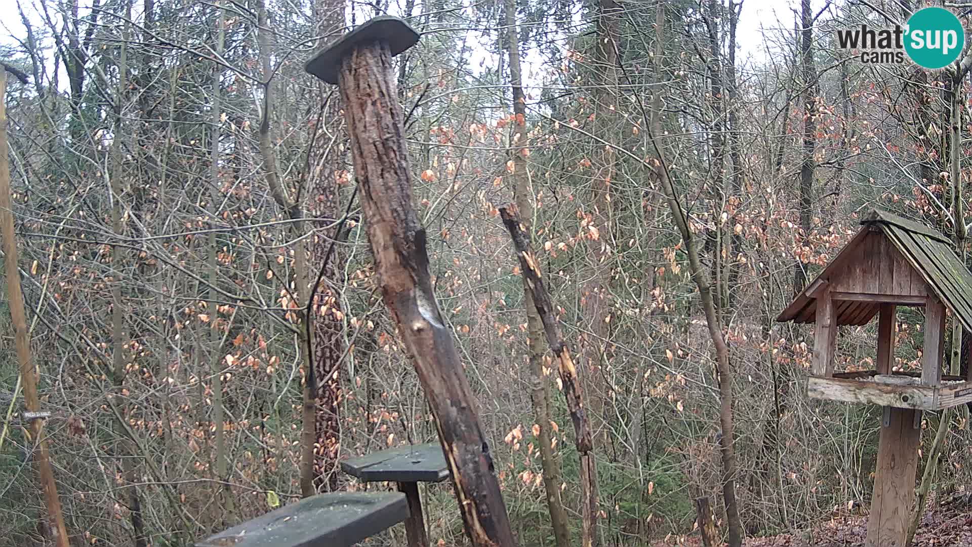 Vogelfutterhäuschen im ZOO webcam Ljubljana