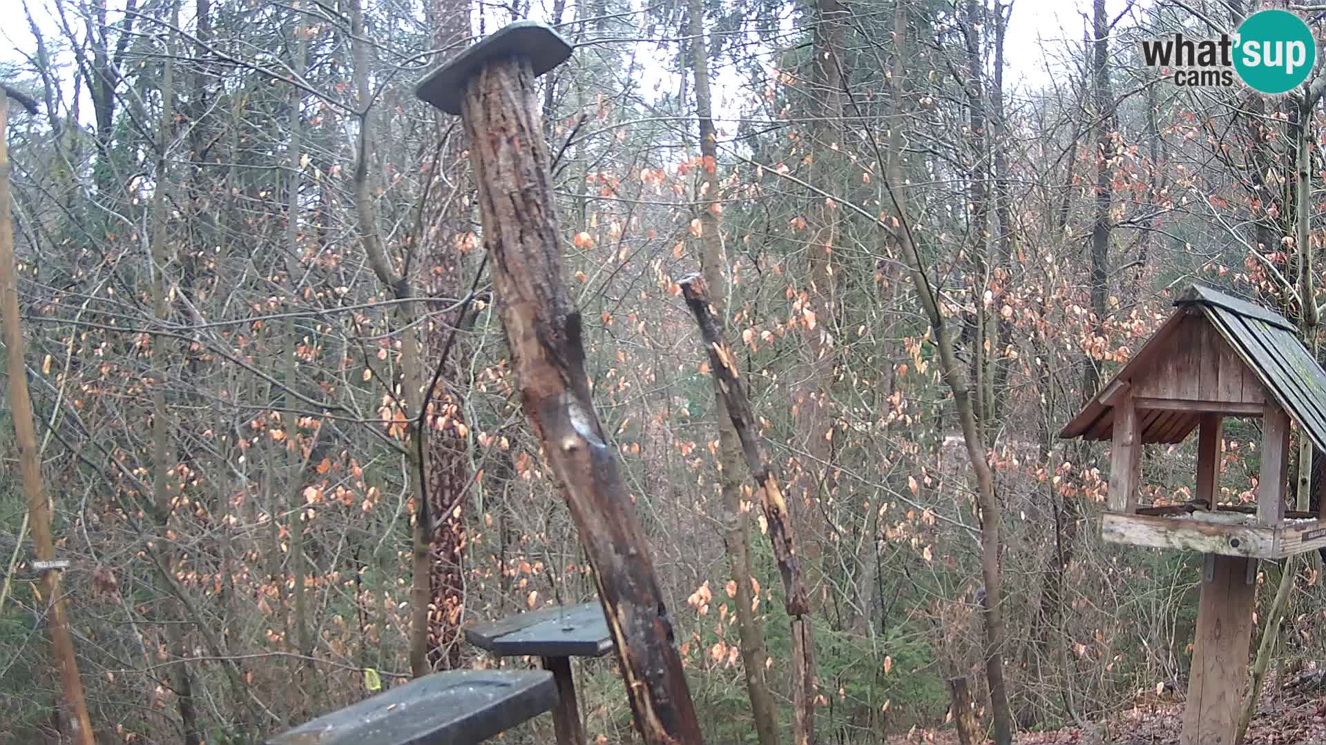 Comederos para pájaros en ZOO Ljubljana camera en vivo