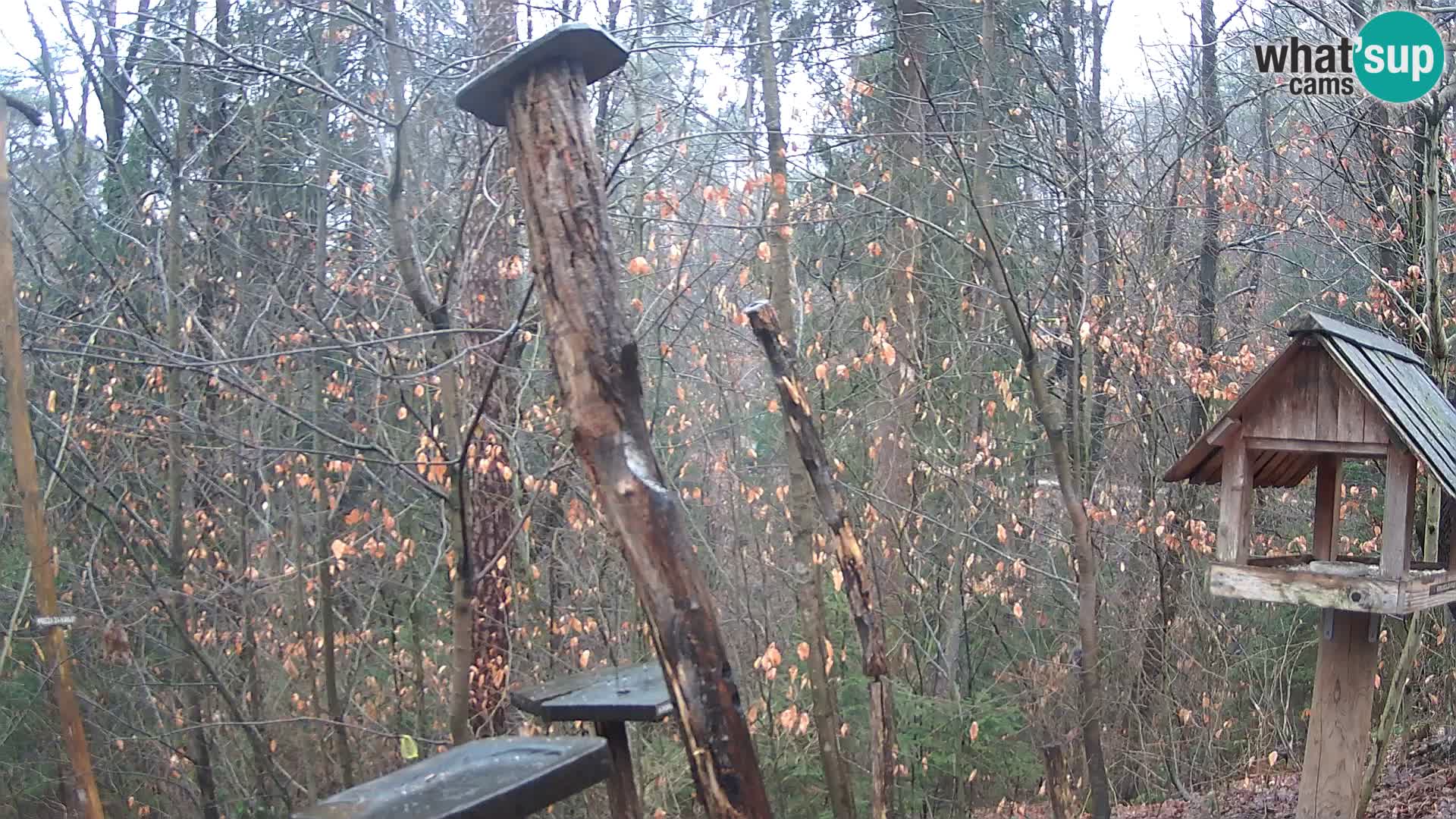 Mangeoires pour oiseaux au ZOO live webcam Ljubljana