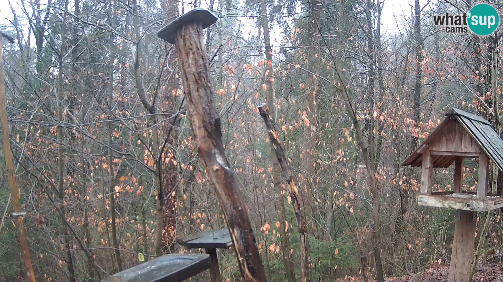 Mangeoires pour oiseaux au ZOO live webcam Ljubljana