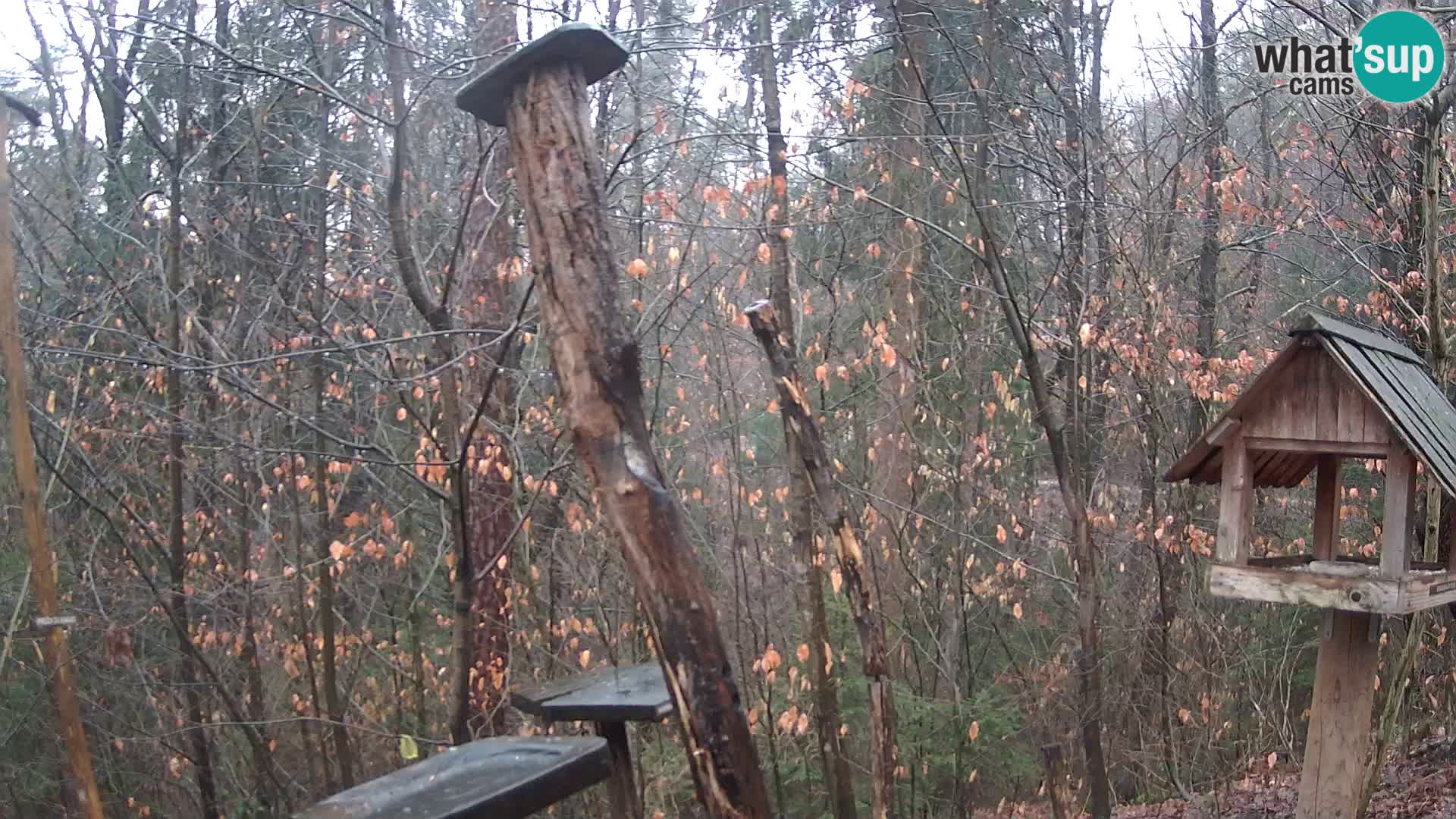 Bird feeders at ZOO Ljubljana webcam