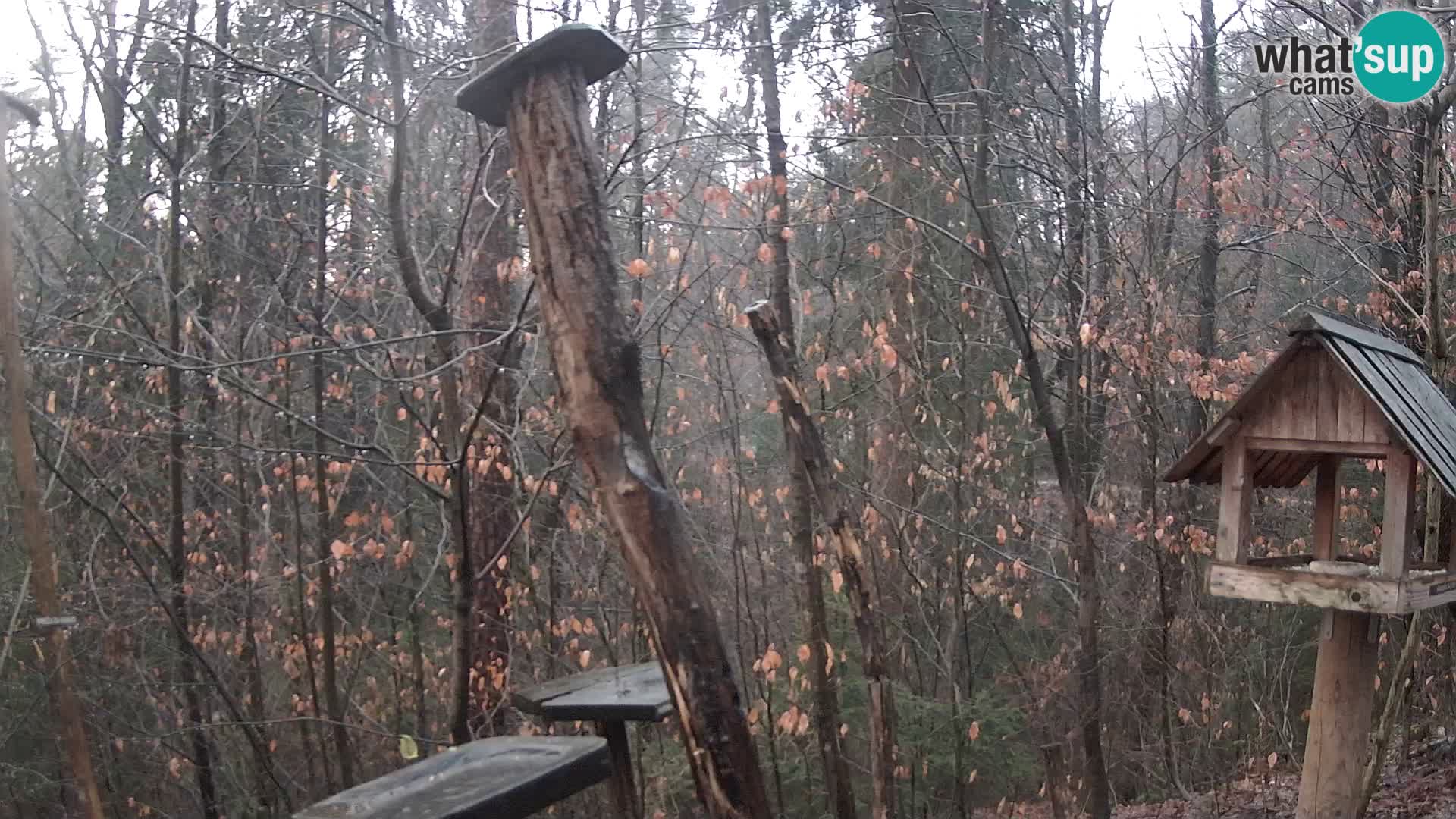 Bird feeders at ZOO Ljubljana webcam