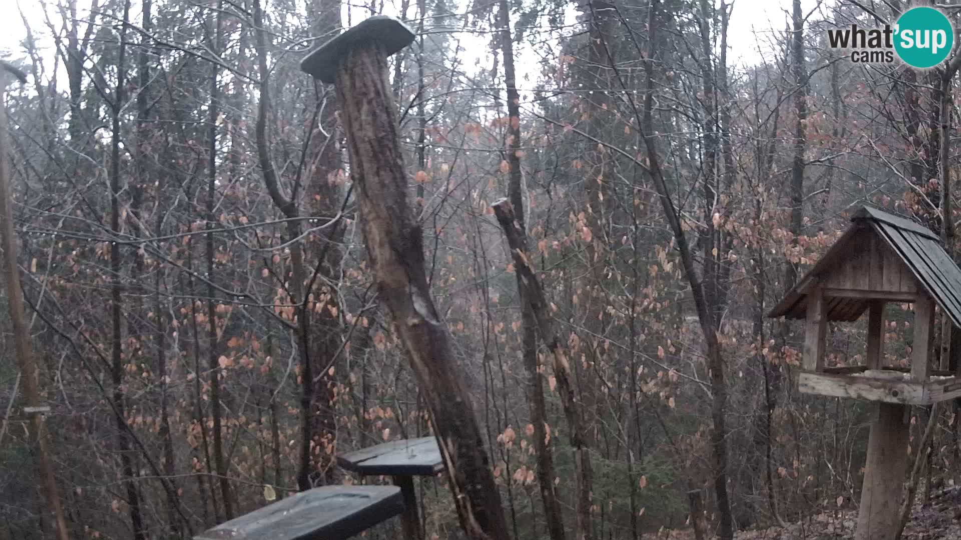 Bird feeders at ZOO Ljubljana webcam