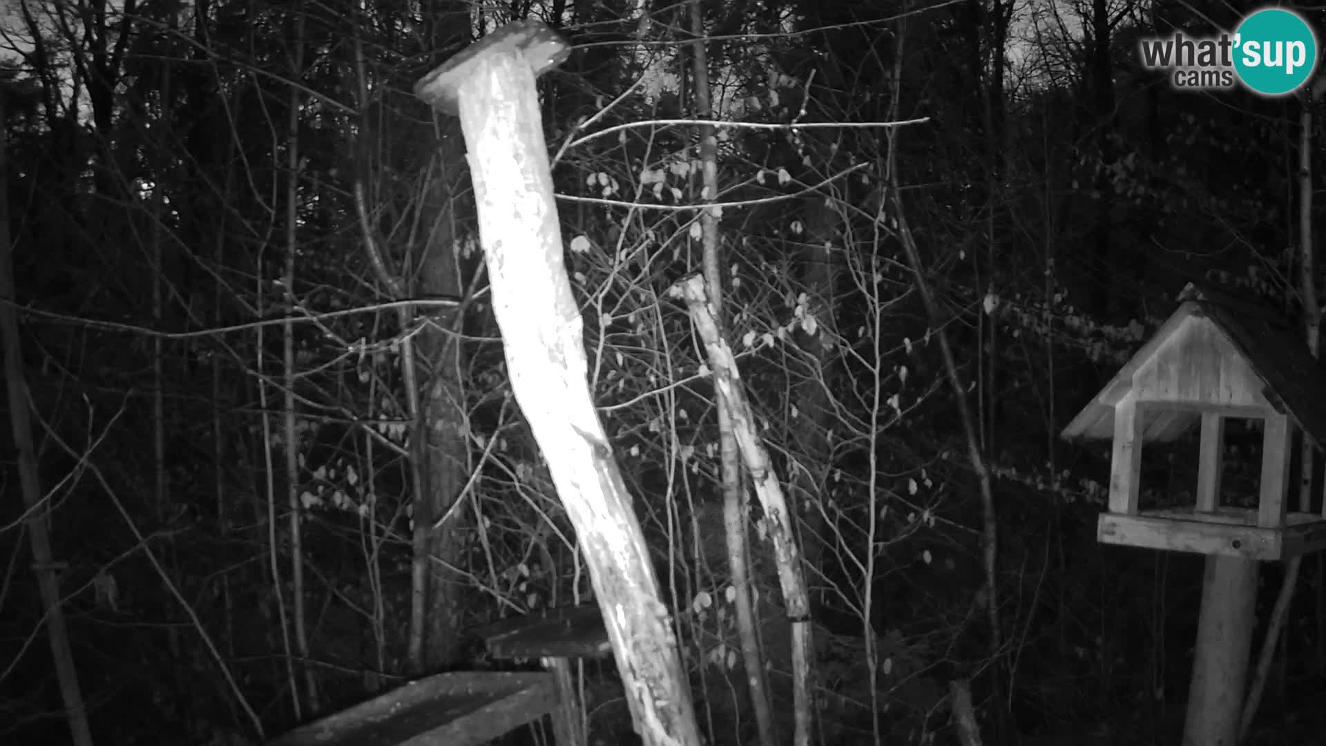 Bird feeders at ZOO Ljubljana webcam