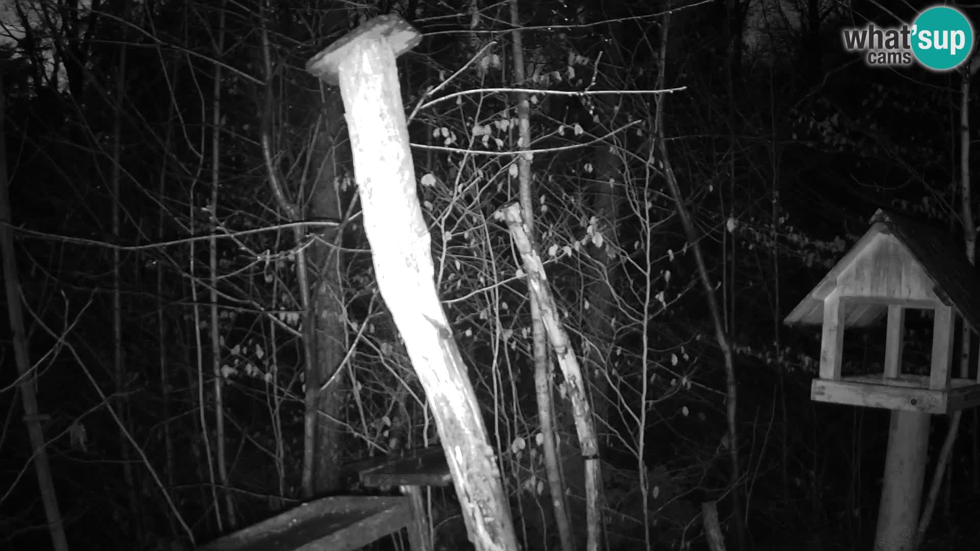 Bird feeders at ZOO Ljubljana webcam