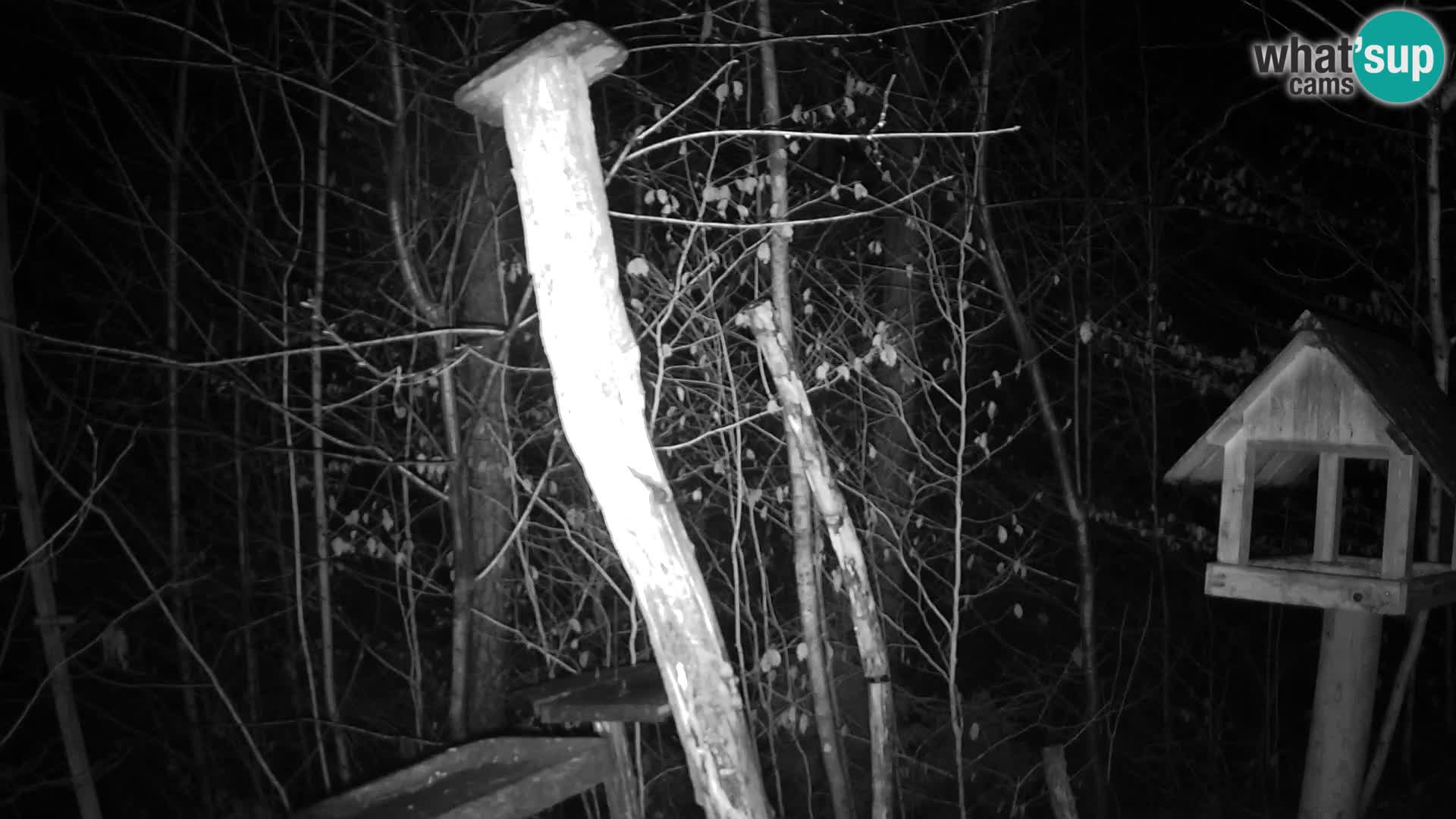 Bird feeders at ZOO Ljubljana webcam