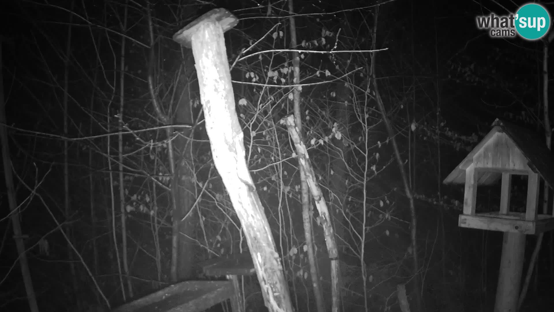 Mangiatoie per uccelli allo ZOO di Lubiana livecam