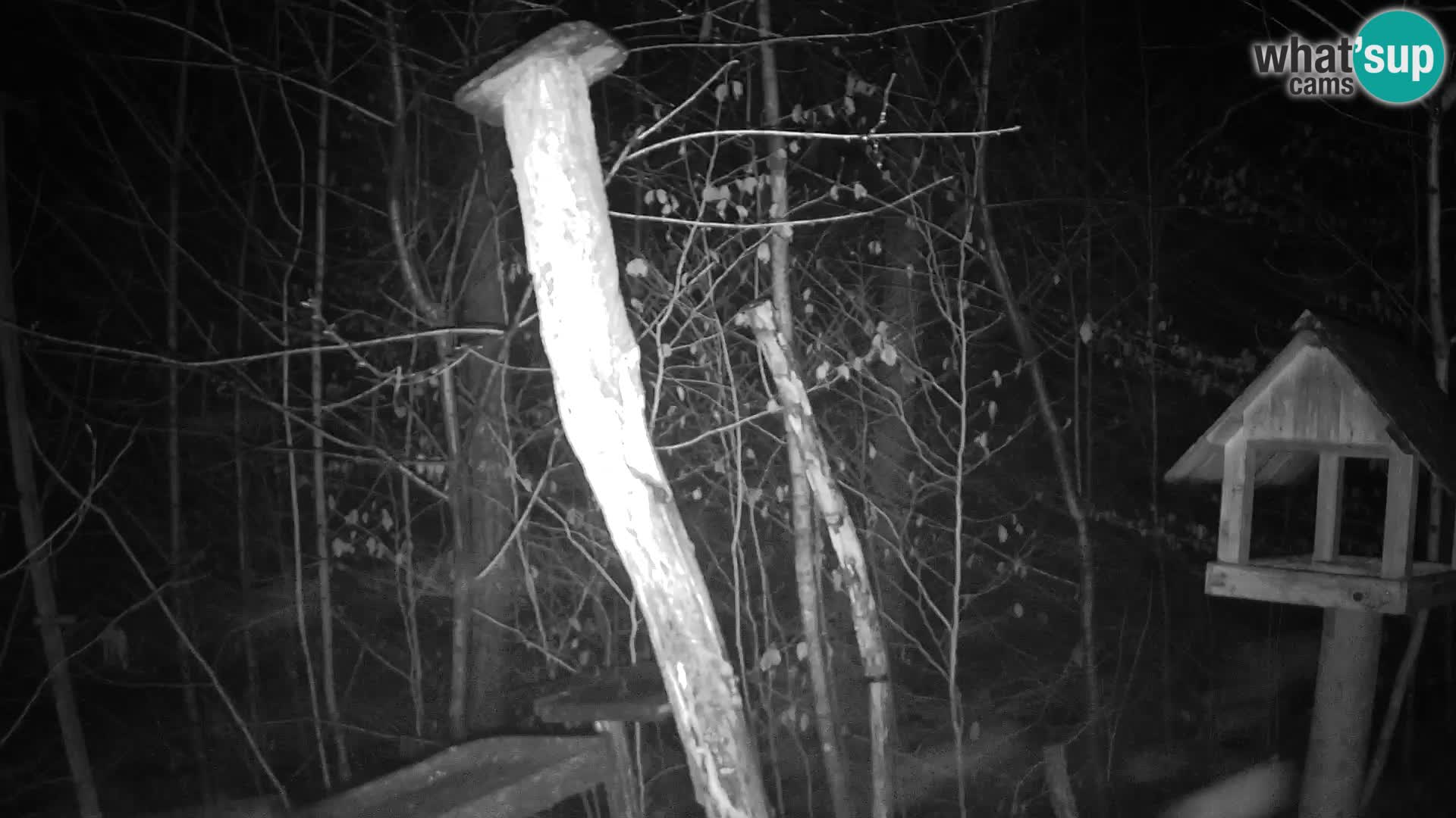 Mangeoires pour oiseaux au ZOO live webcam Ljubljana