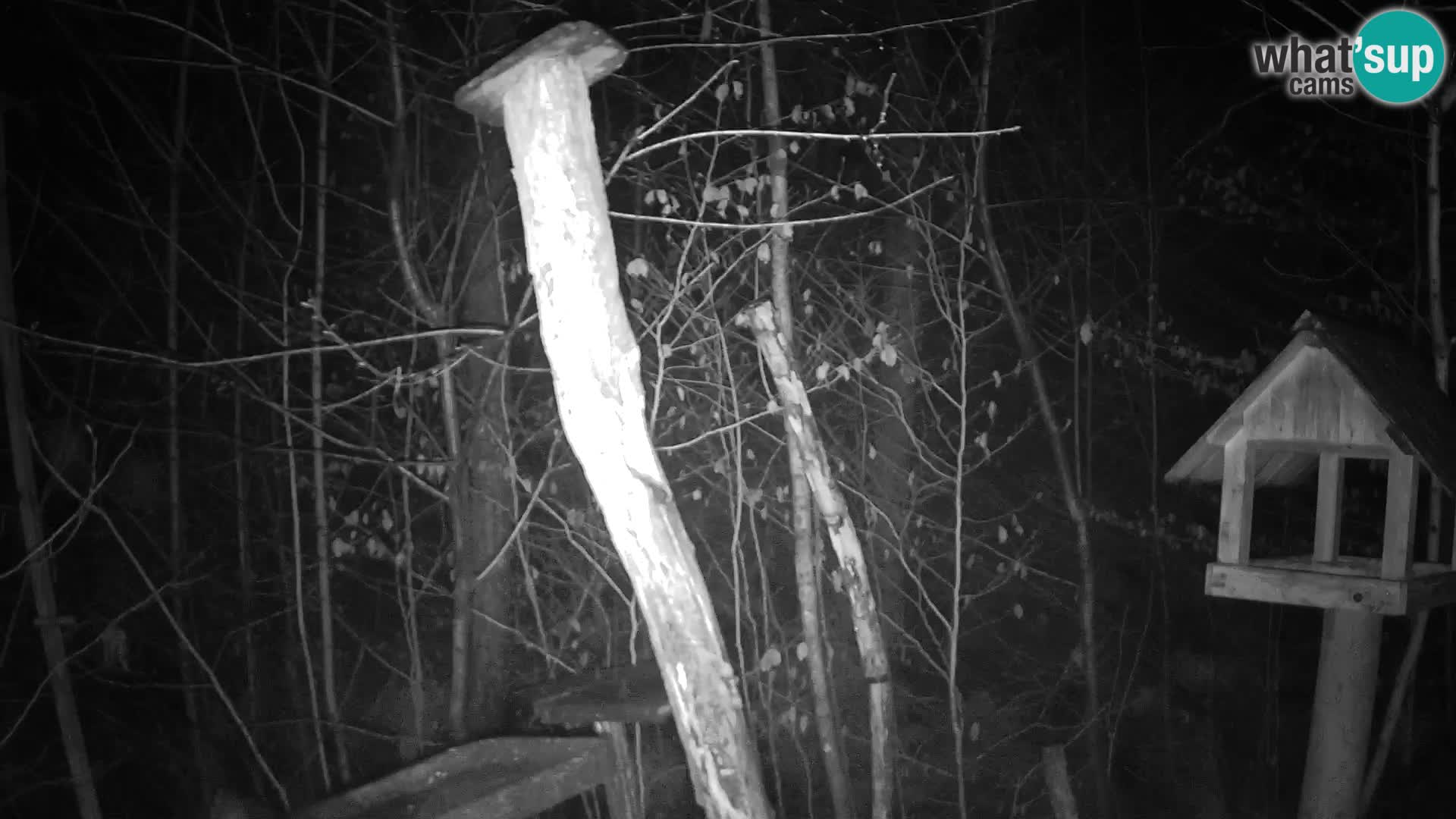 Bird feeders at ZOO Ljubljana webcam