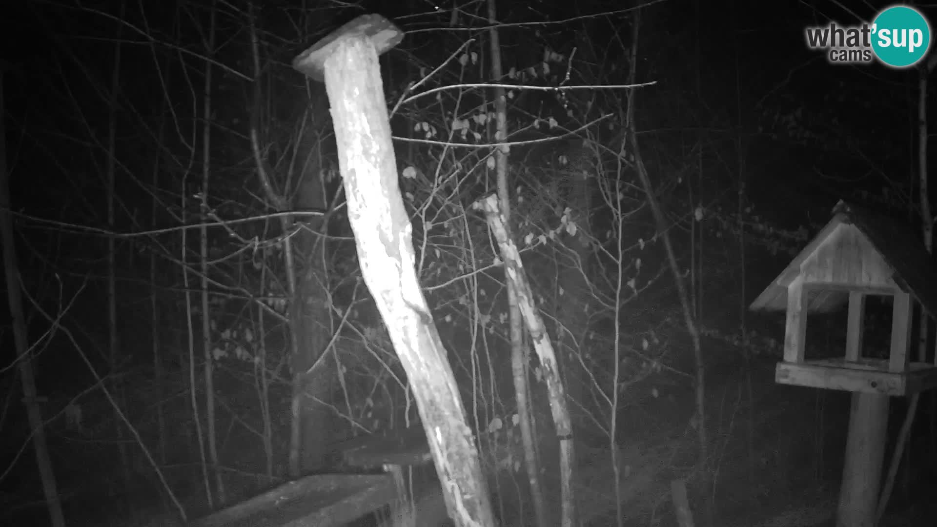 Bird feeders at ZOO Ljubljana webcam