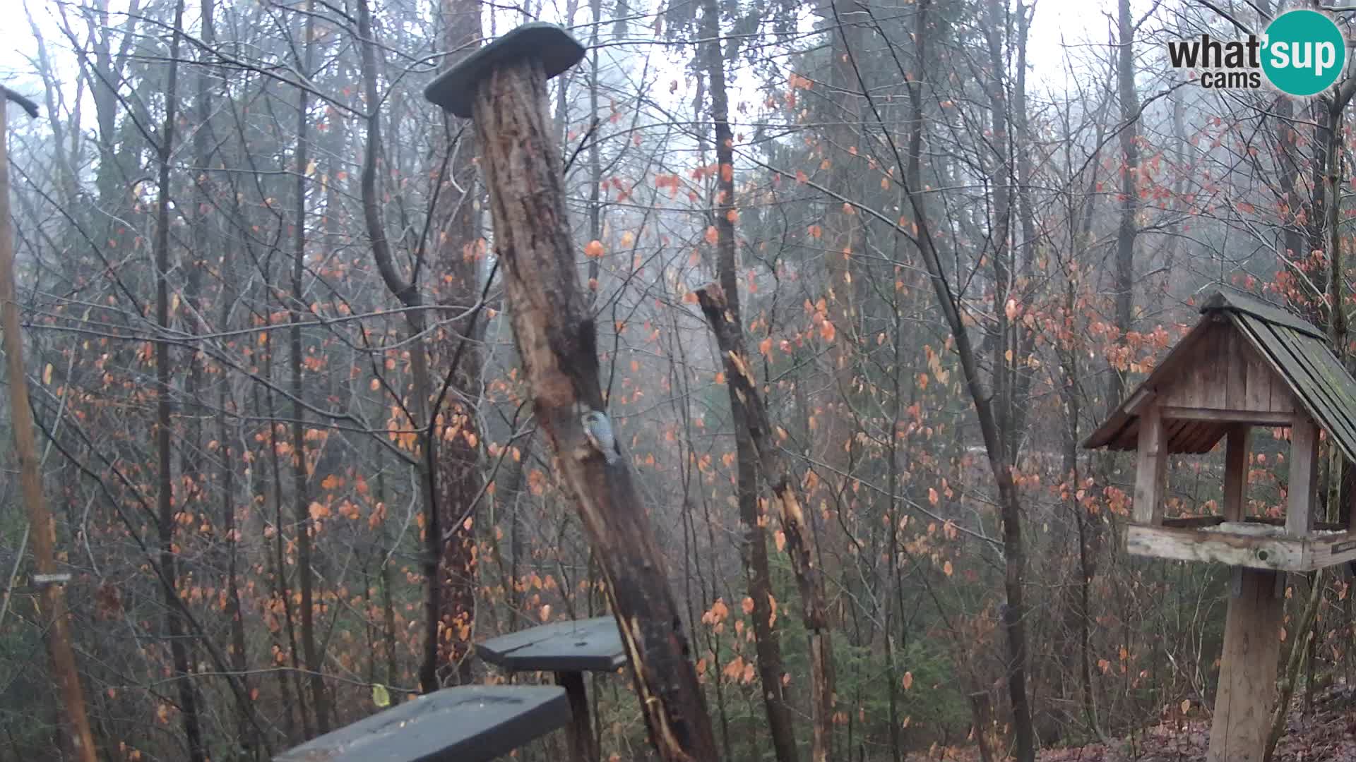 Vogelfutterhäuschen im ZOO webcam Ljubljana