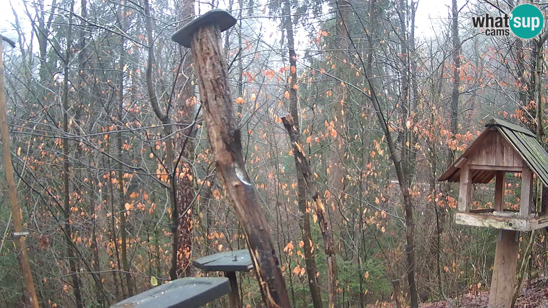 Vogelfutterhäuschen im ZOO webcam Ljubljana