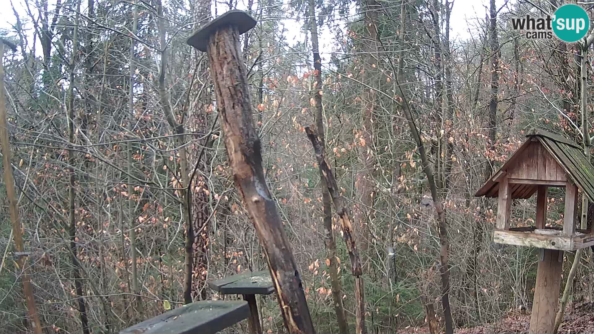 Krmilnice za ptiče v ZOO Ljubljana spletna kamera