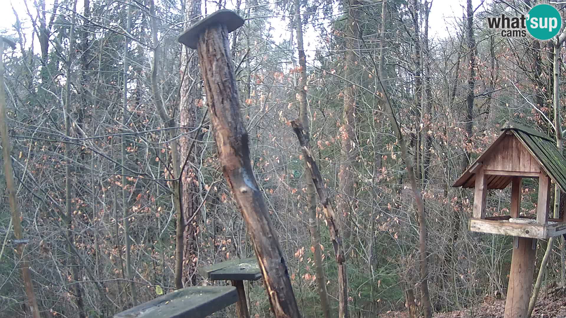 Vogelfutterhäuschen im ZOO webcam Ljubljana