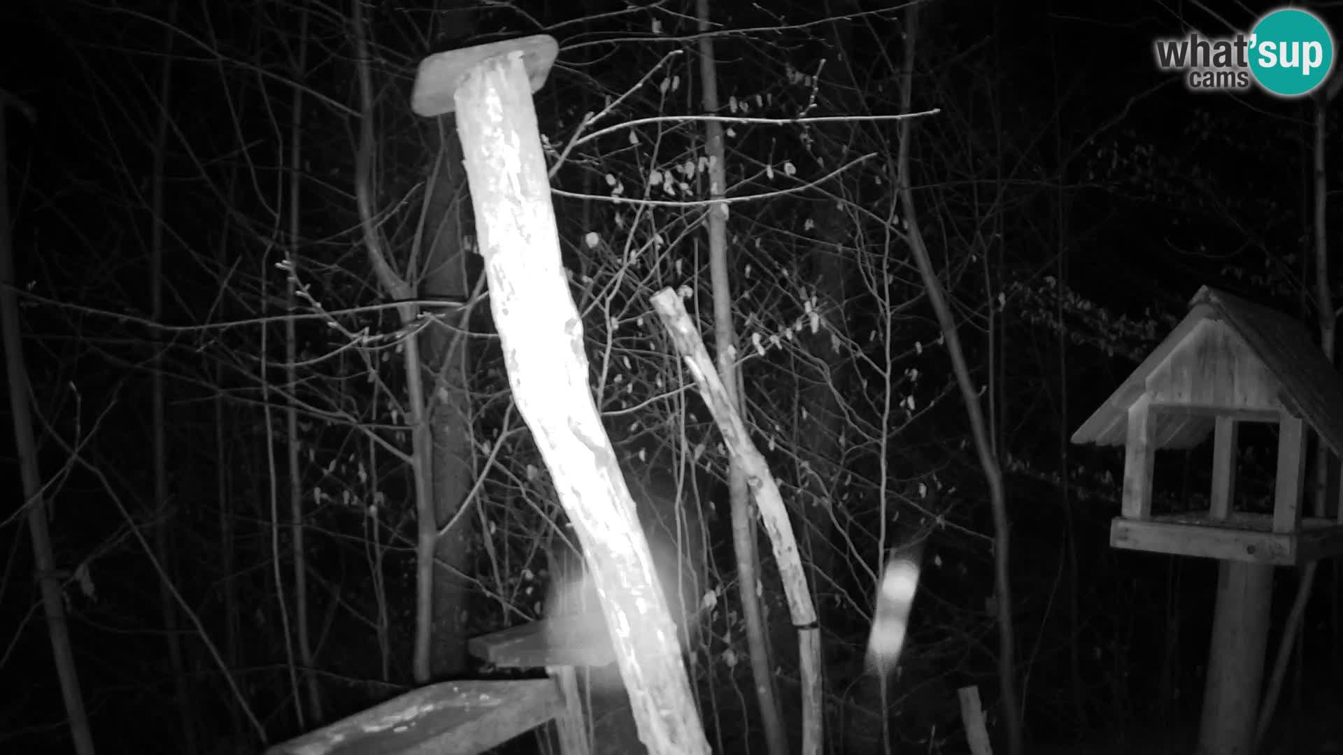 Bird feeders at ZOO Ljubljana webcam