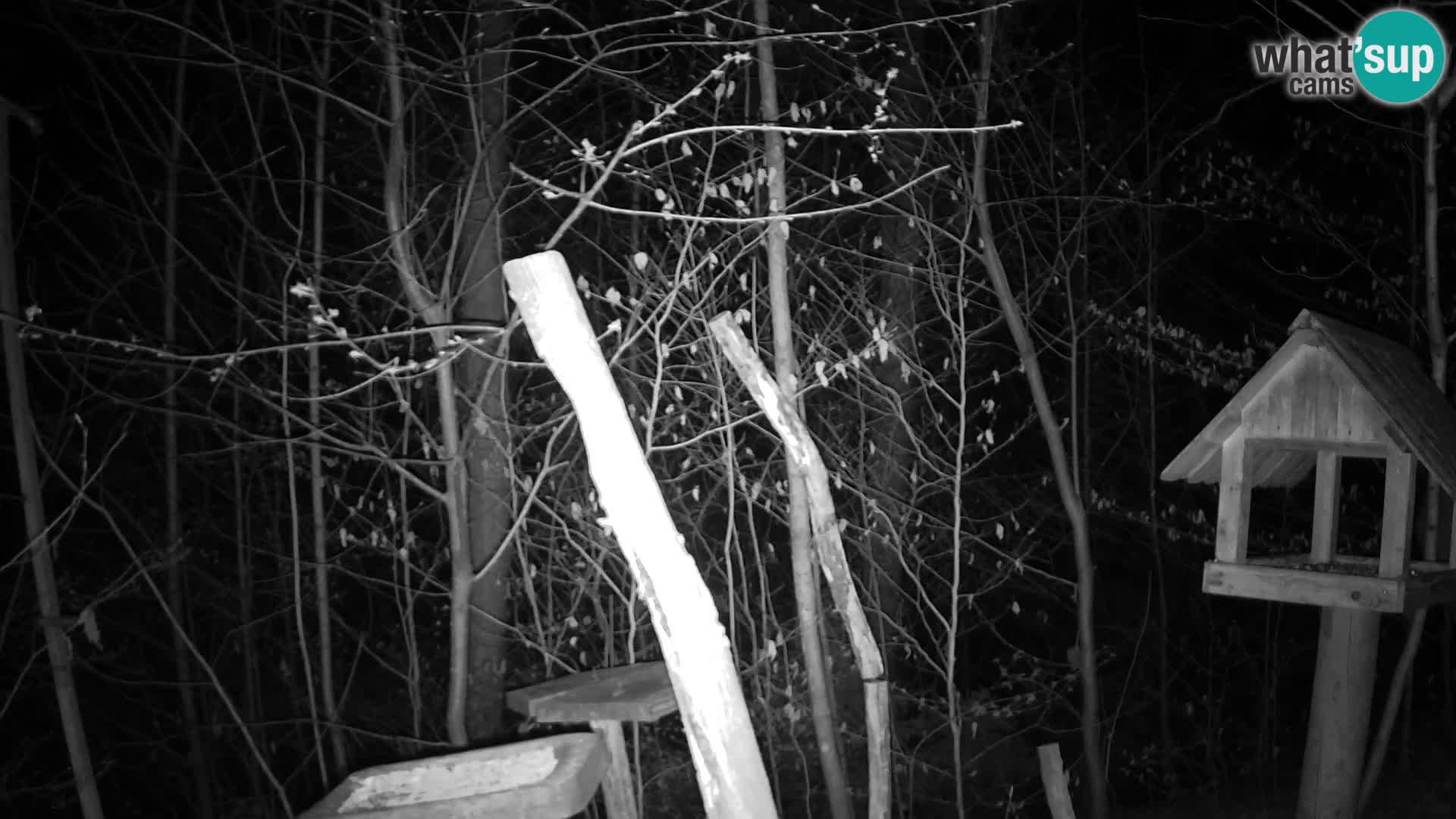 Mangiatoie per uccelli allo ZOO di Lubiana livecam