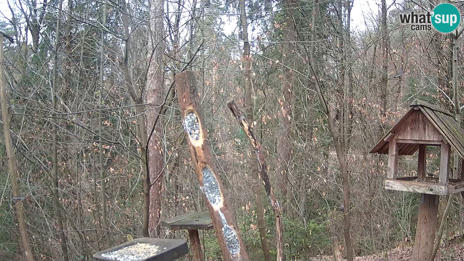 Hranilice za ptice u ZOO web kamera Ljubljana