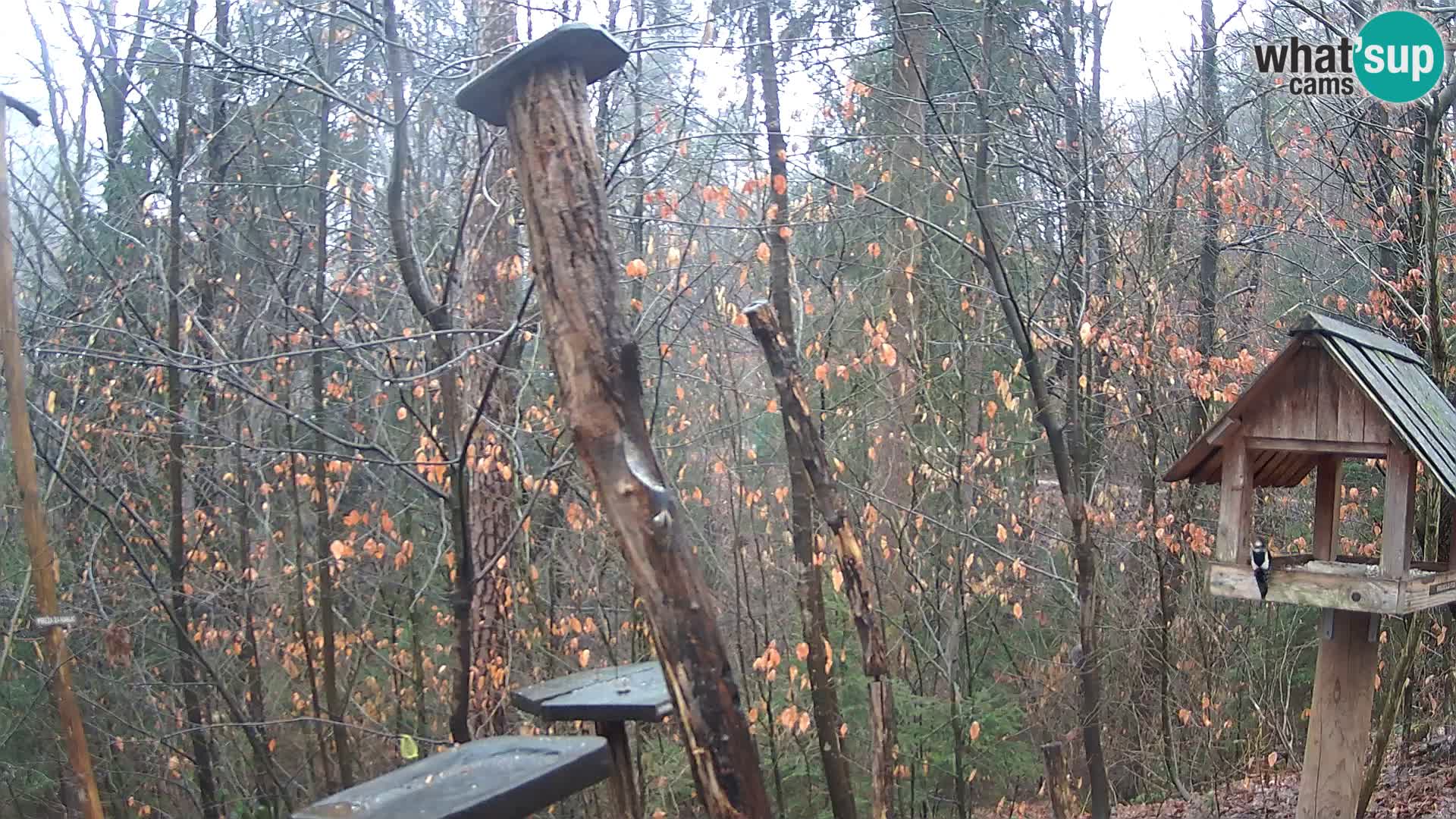 Hranilice za ptice u ZOO web kamera Ljubljana