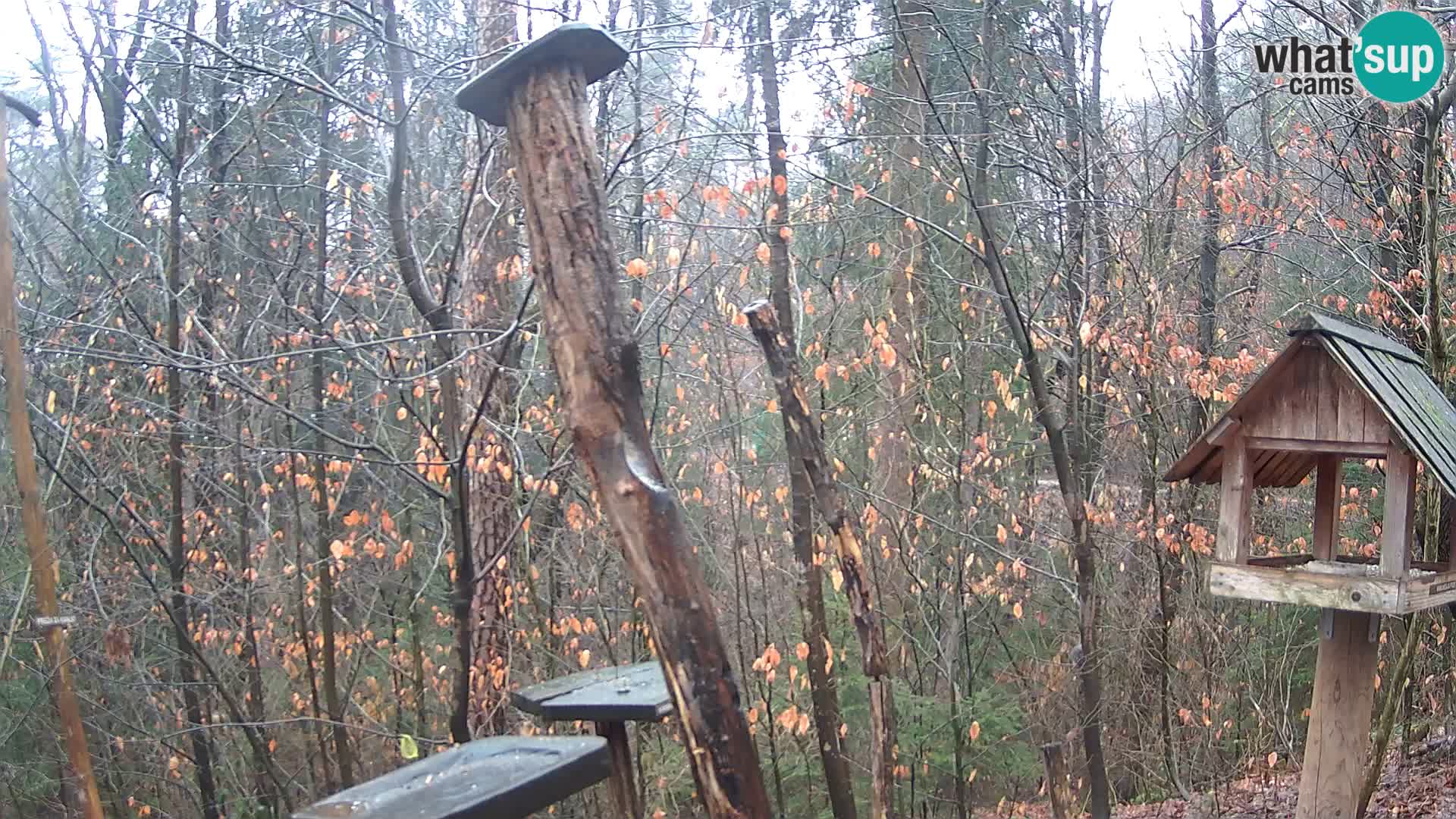 Mangiatoie per uccelli allo ZOO di Lubiana livecam