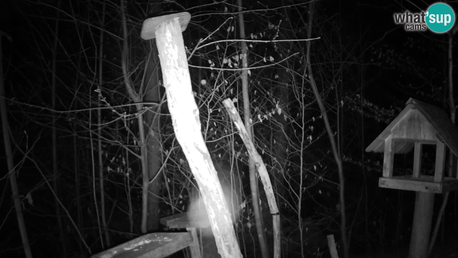 Bird feeders at ZOO Ljubljana webcam