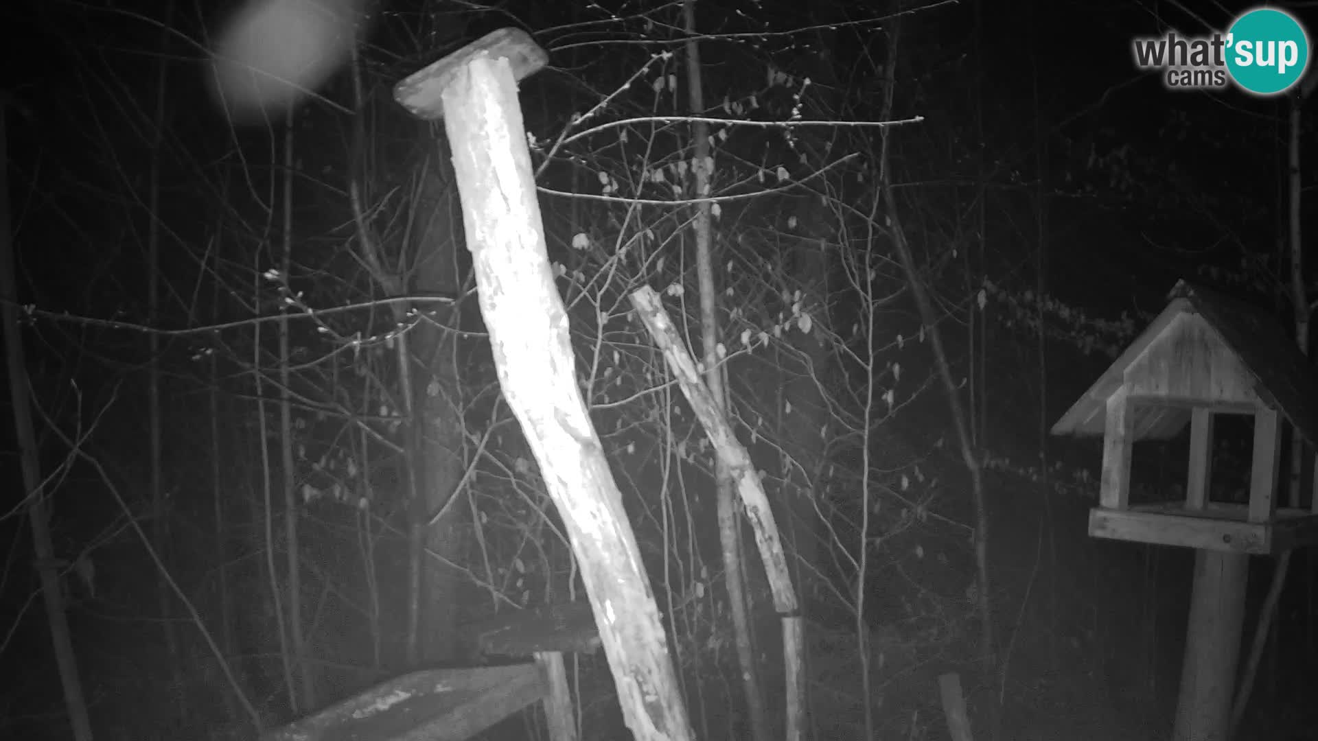 Bird feeders at ZOO Ljubljana webcam