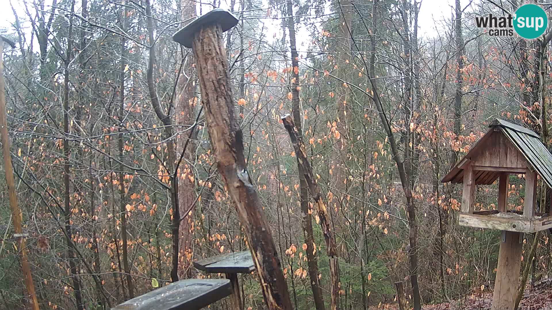 Mangiatoie per uccelli allo ZOO di Lubiana livecam