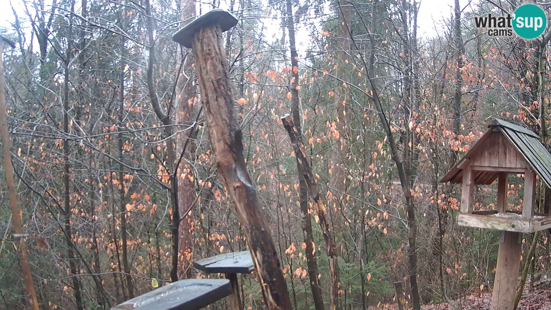 Mangiatoie per uccelli allo ZOO di Lubiana livecam