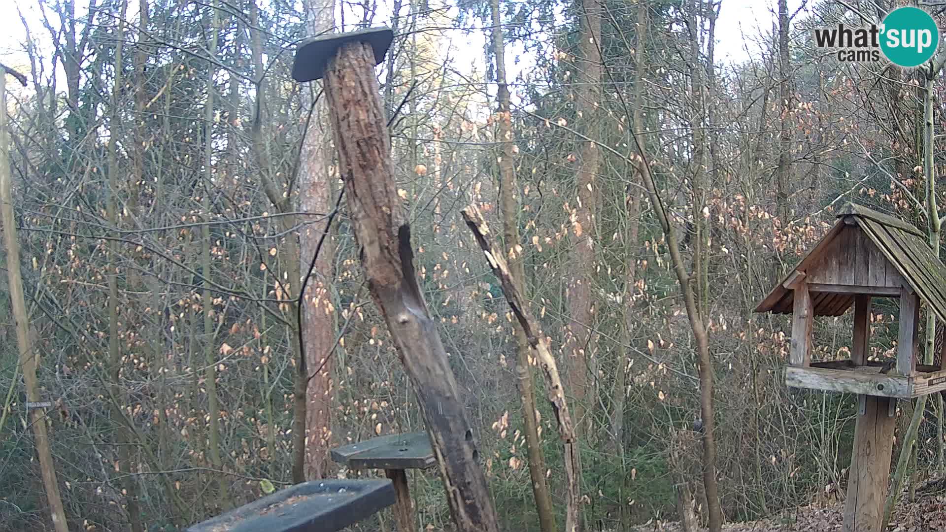 Comederos para pájaros en ZOO Ljubljana camera en vivo
