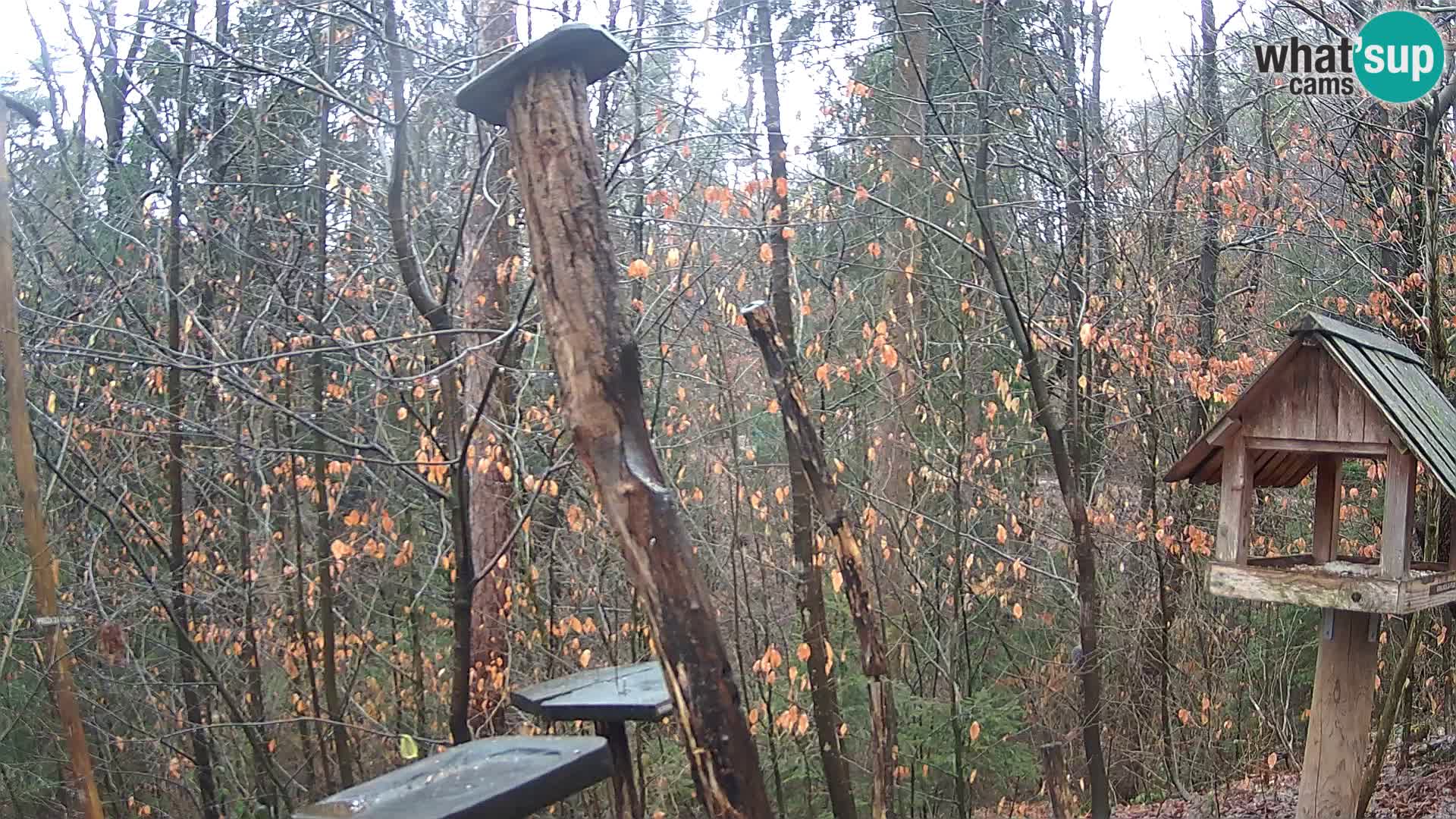 Comederos para pájaros en ZOO Ljubljana camera en vivo