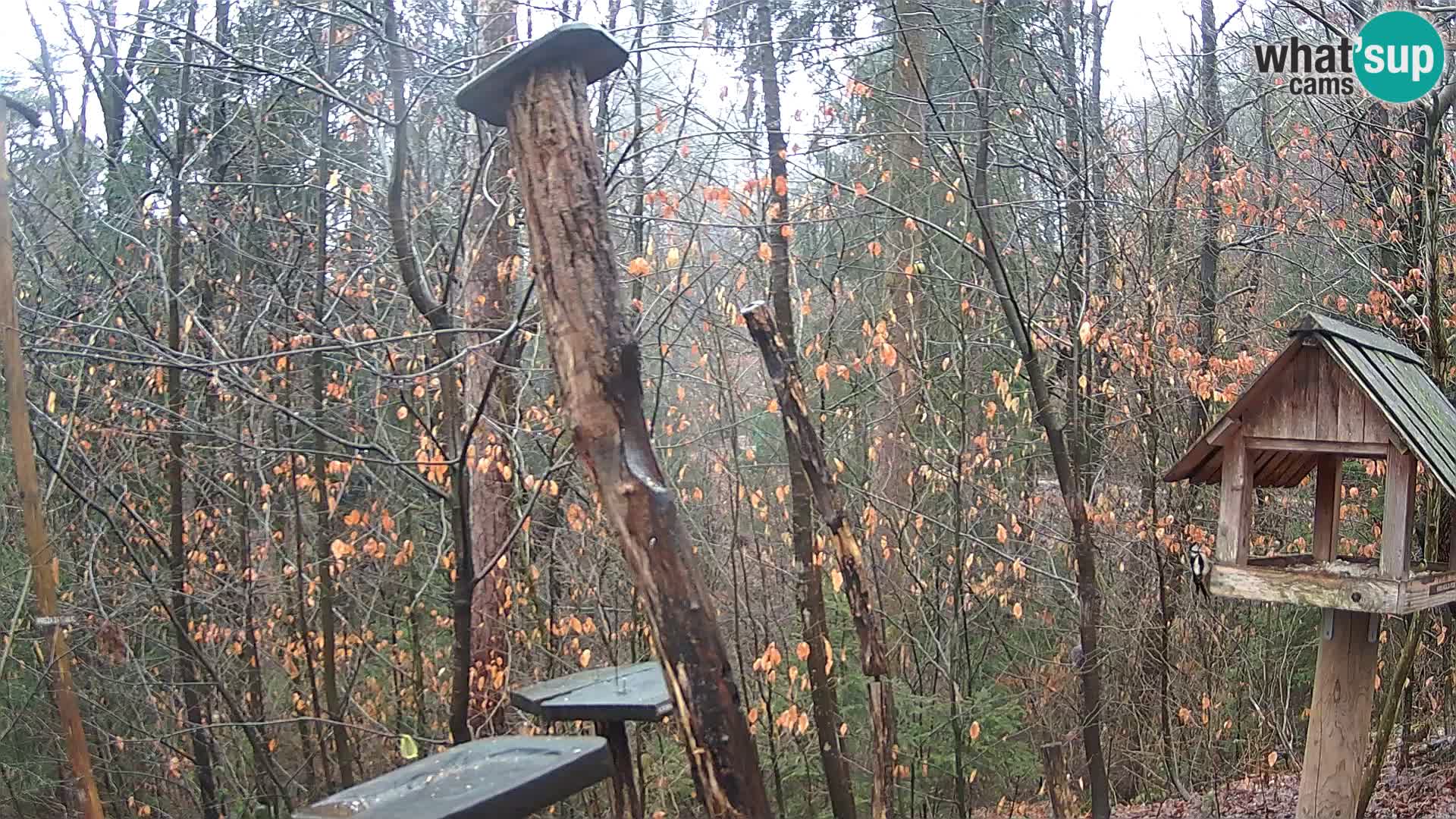 Hranilice za ptice u ZOO web kamera Ljubljana