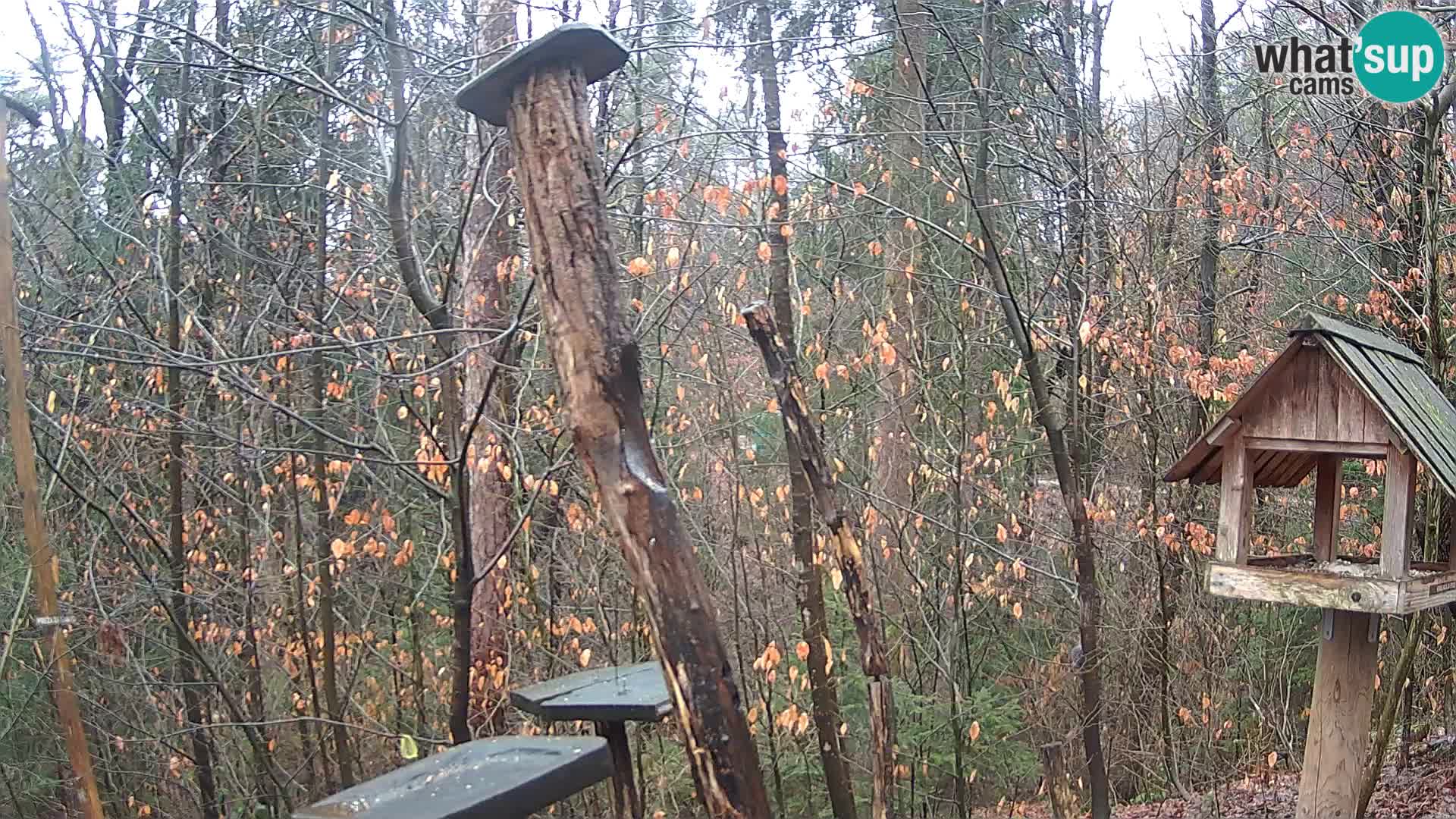 Hranilice za ptice u ZOO web kamera Ljubljana