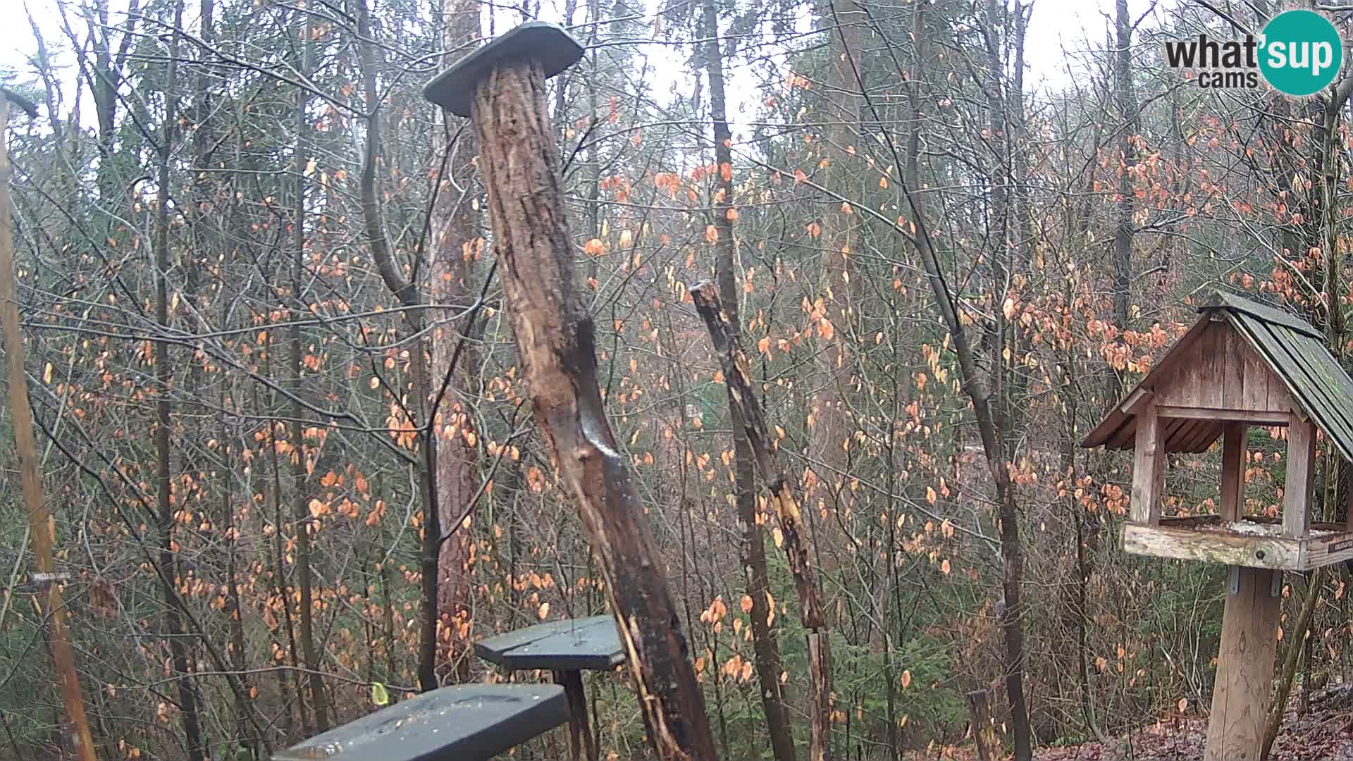 Mangiatoie per uccelli allo ZOO di Lubiana livecam